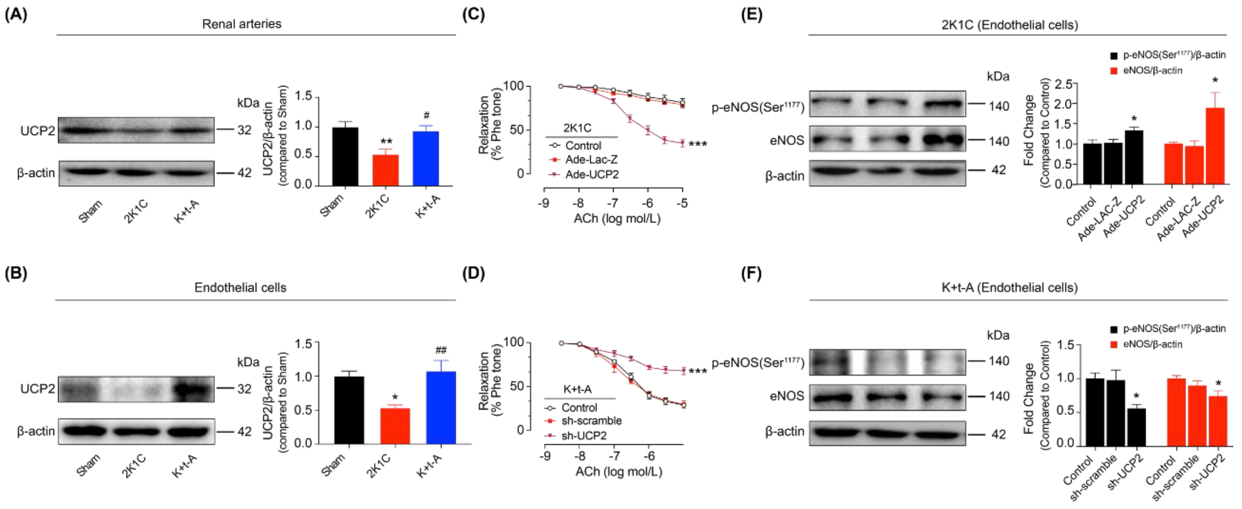 Antioxidants 11 01372 g003 Antioxidants 11 01372 g003
