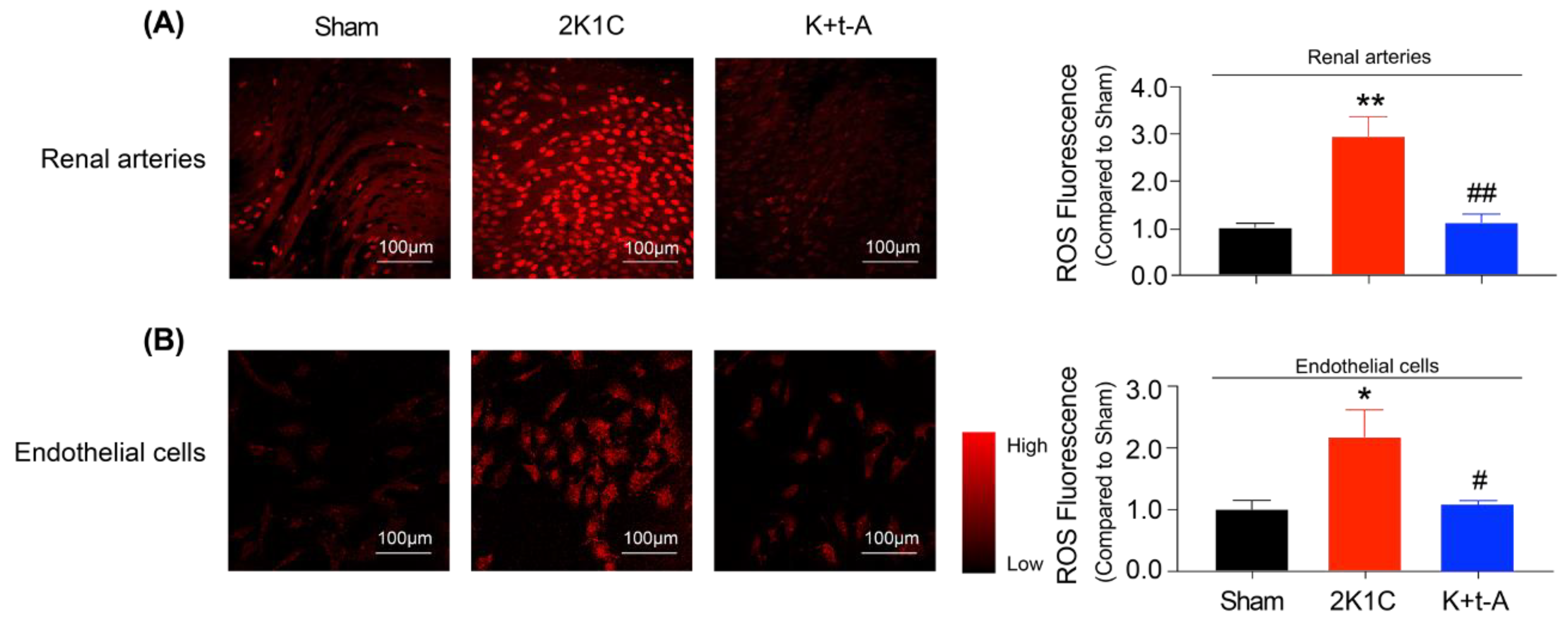 Antioxidants 11 01372 g004 Antioxidants 11 01372 g004