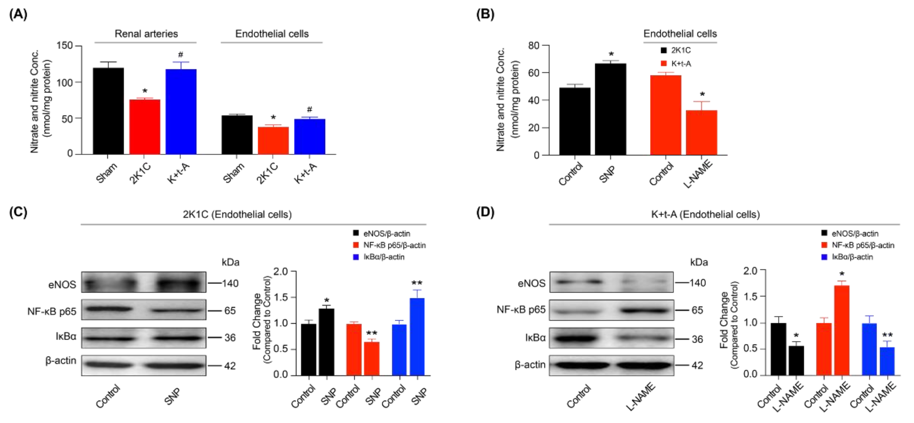 Antioxidants 11 01372 g007 Antioxidants 11 01372 g007