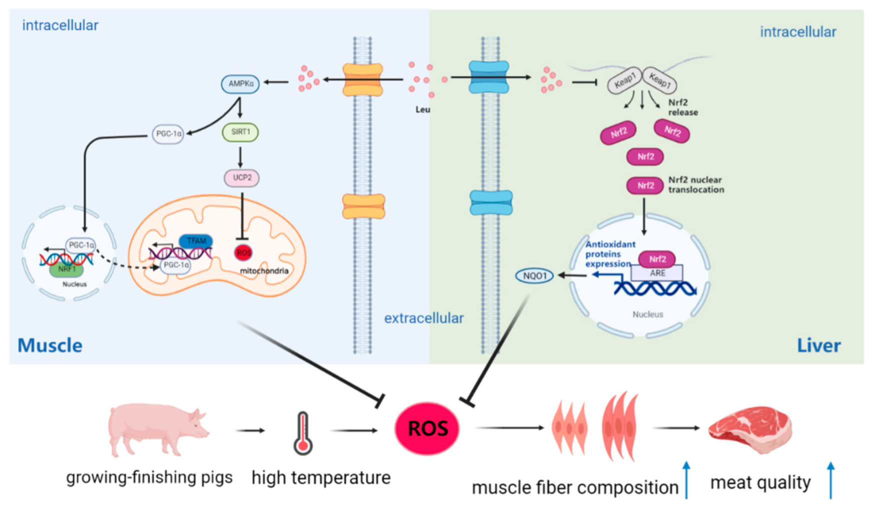 Antioxidants 11 01373 g005 550