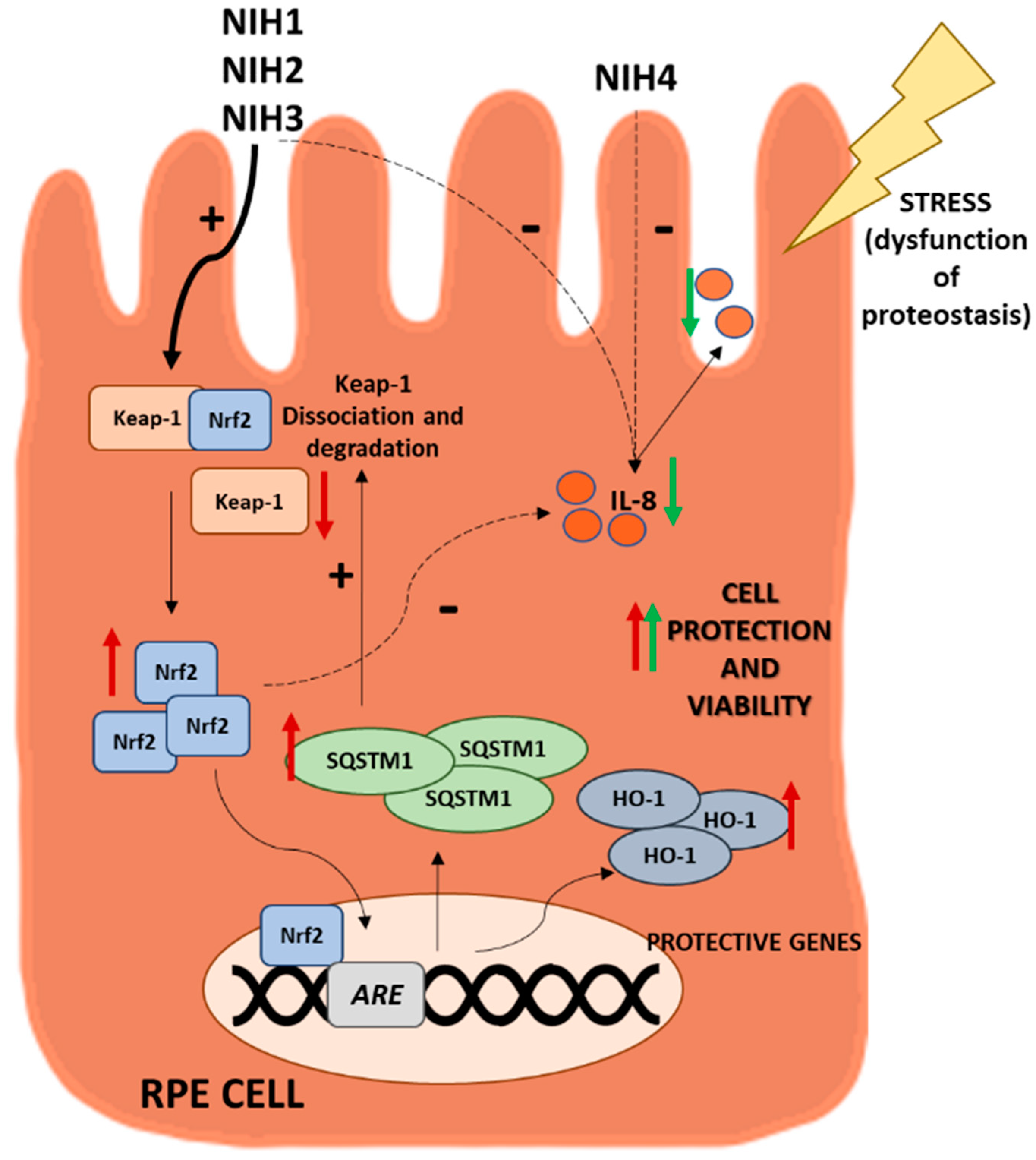 Antioxidants 11 01385 g008