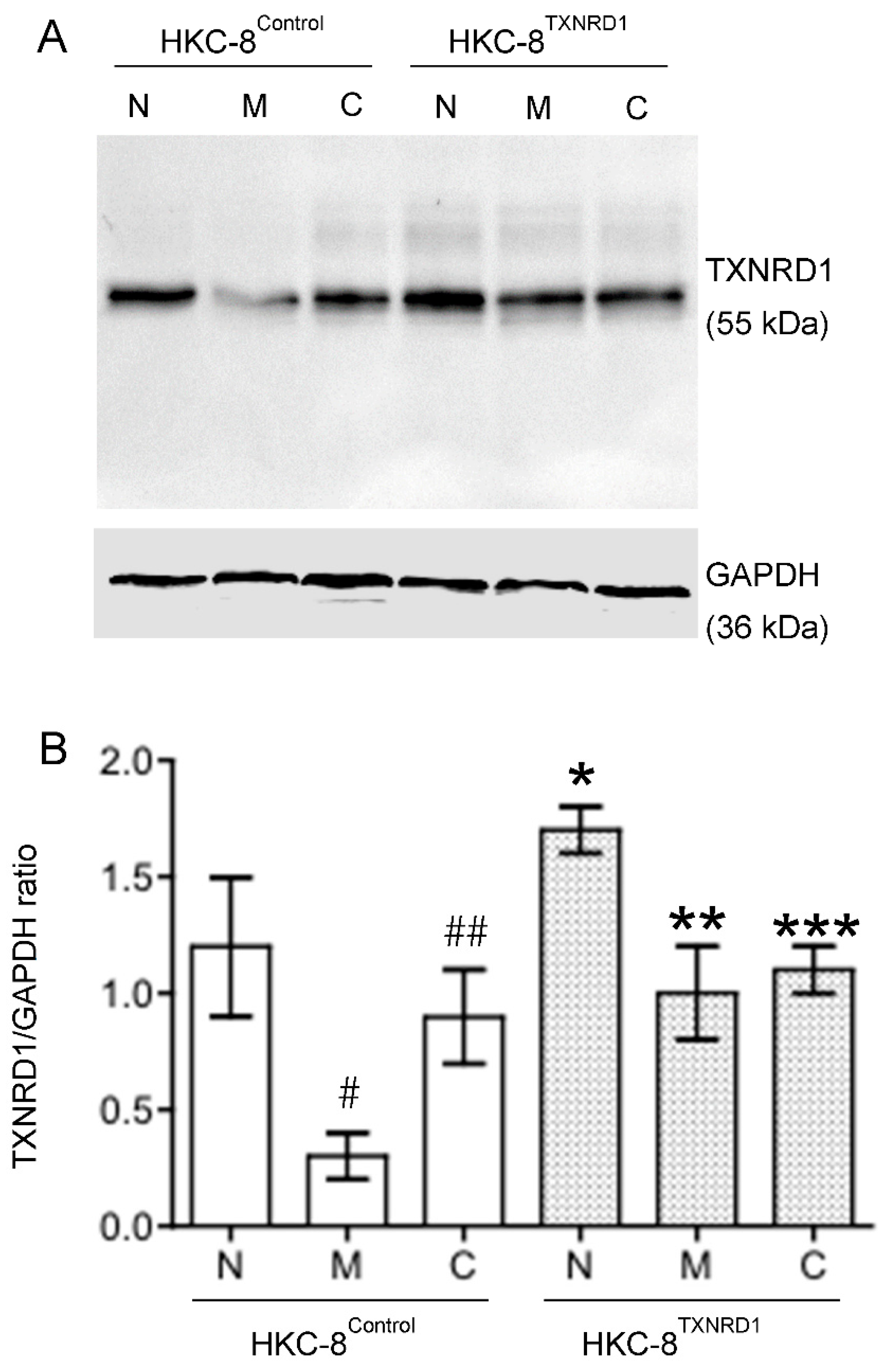 Antioxidants 11 01399 g008 550