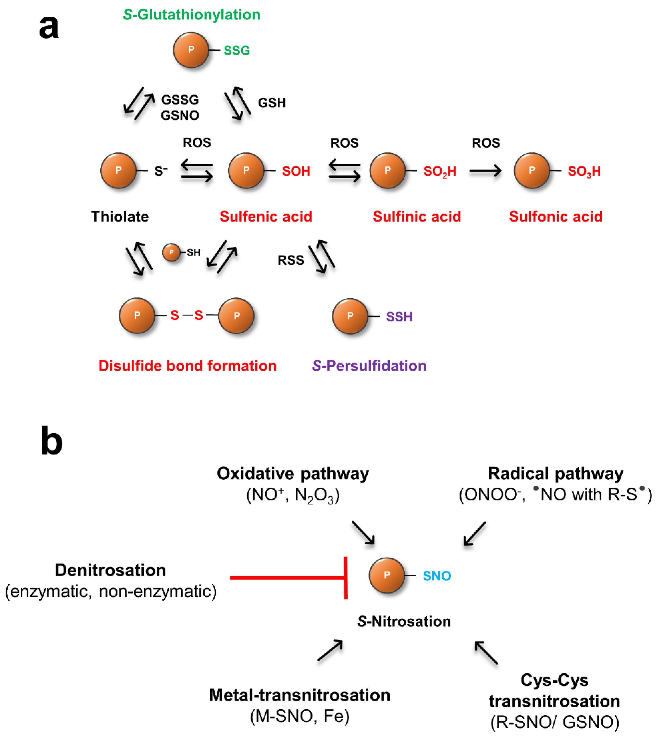 Antioxidants 11 01411 g001 550