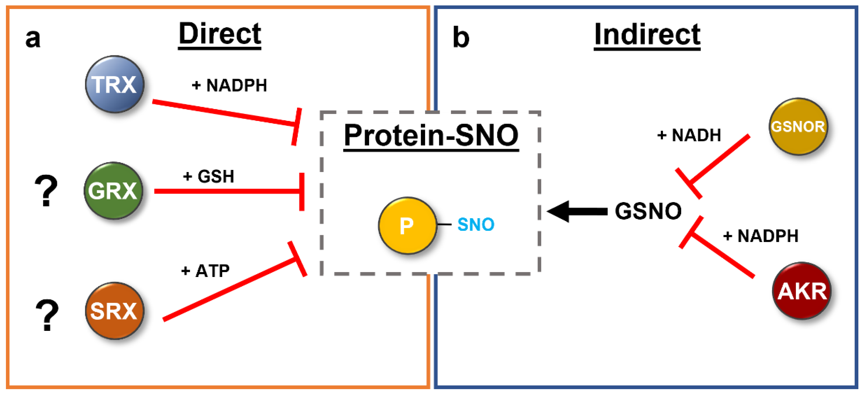 Antioxidants 11 01411 g007 550