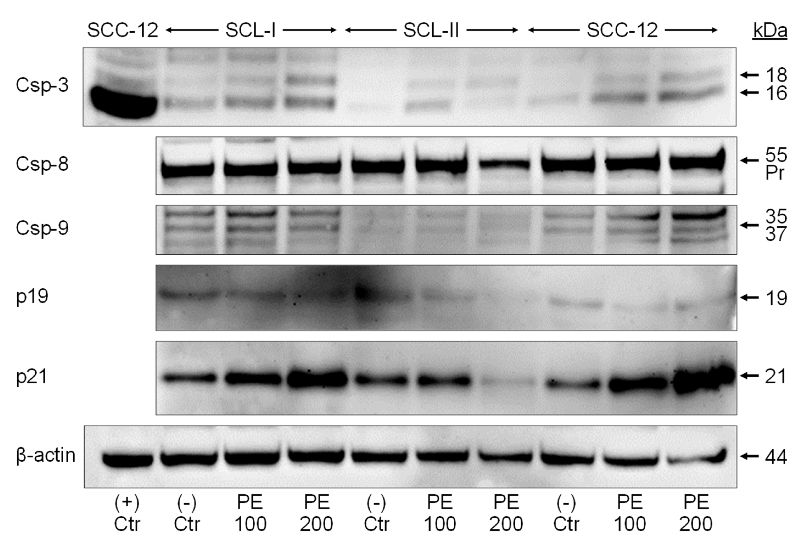 Antioxidants 11 01416 g004 550