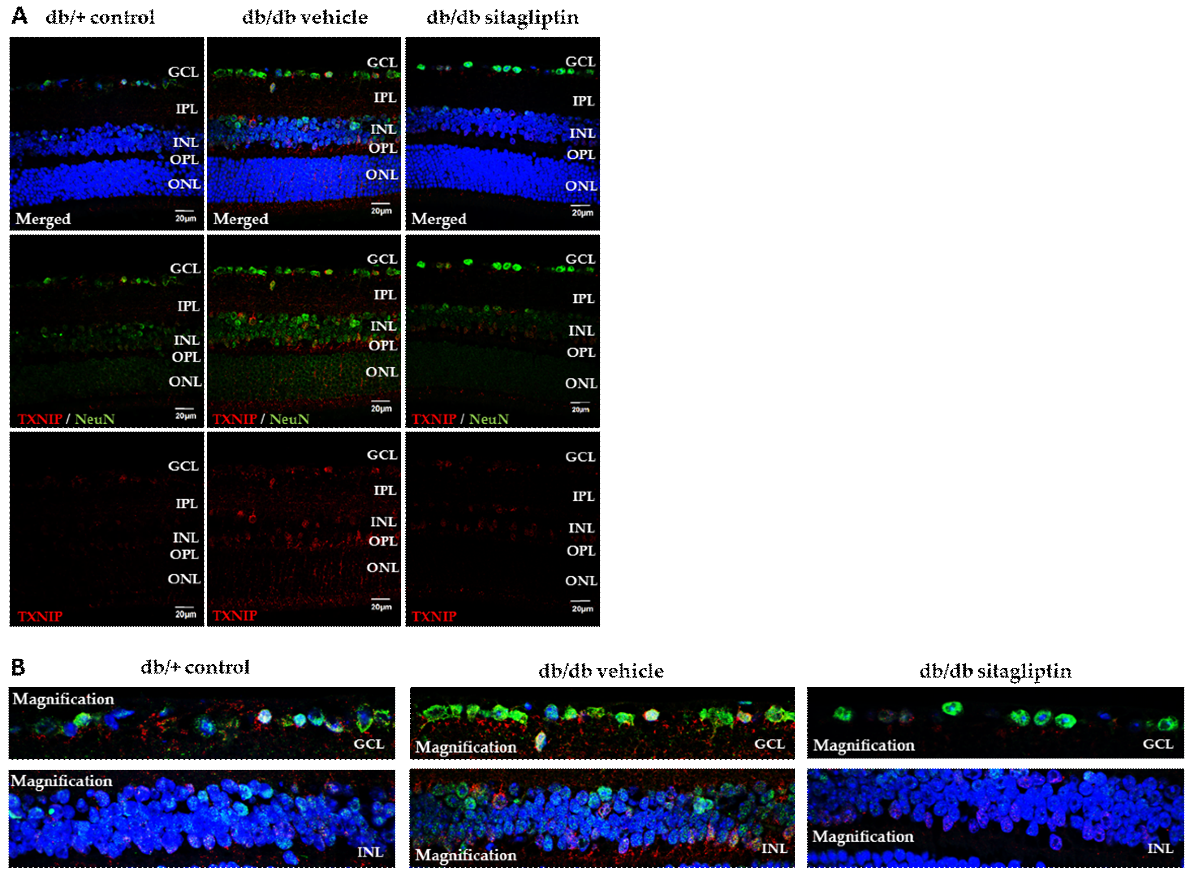 Antioxidants 11 01418 g004 550