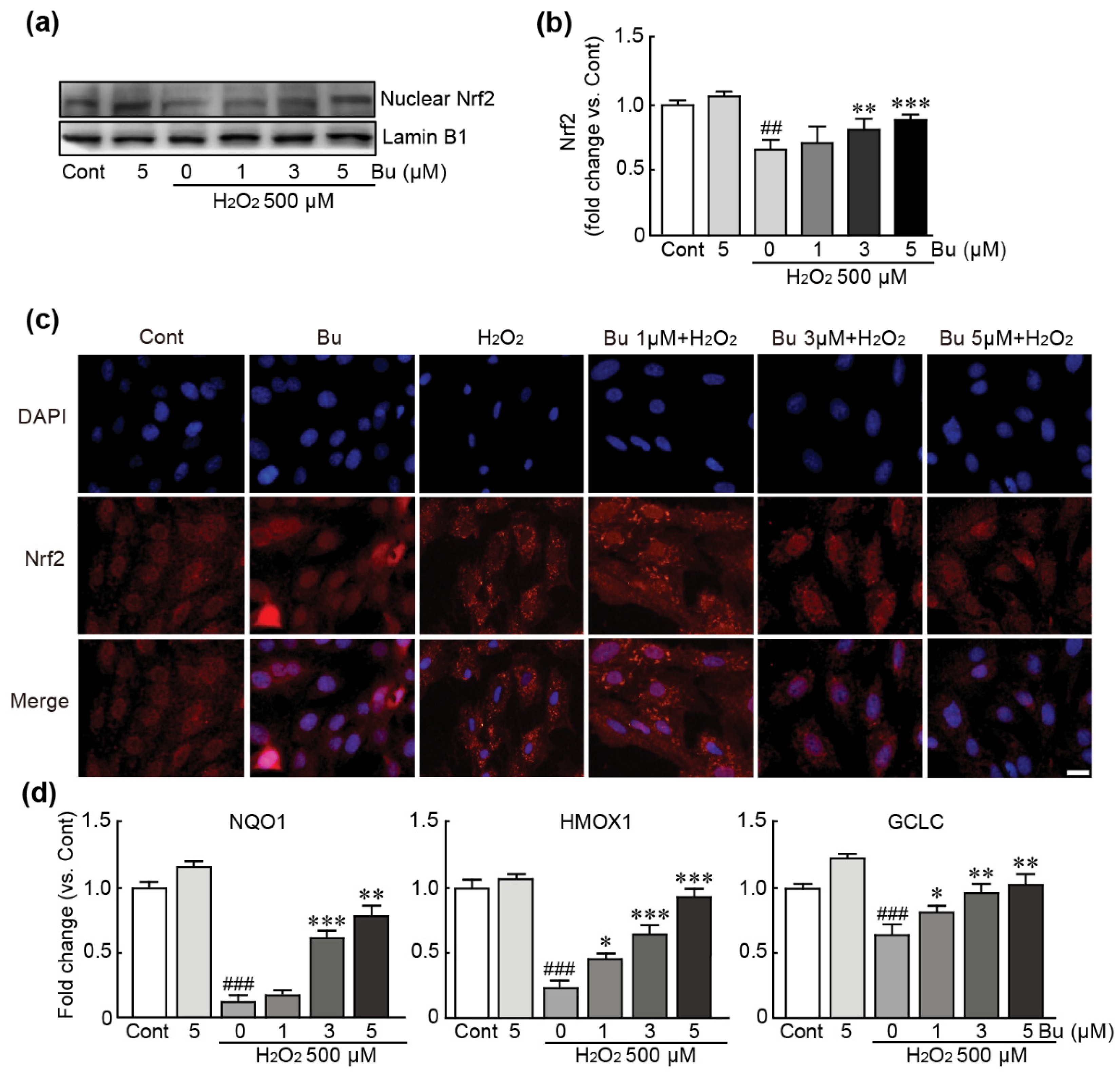 Antioxidants 11 01430 g007