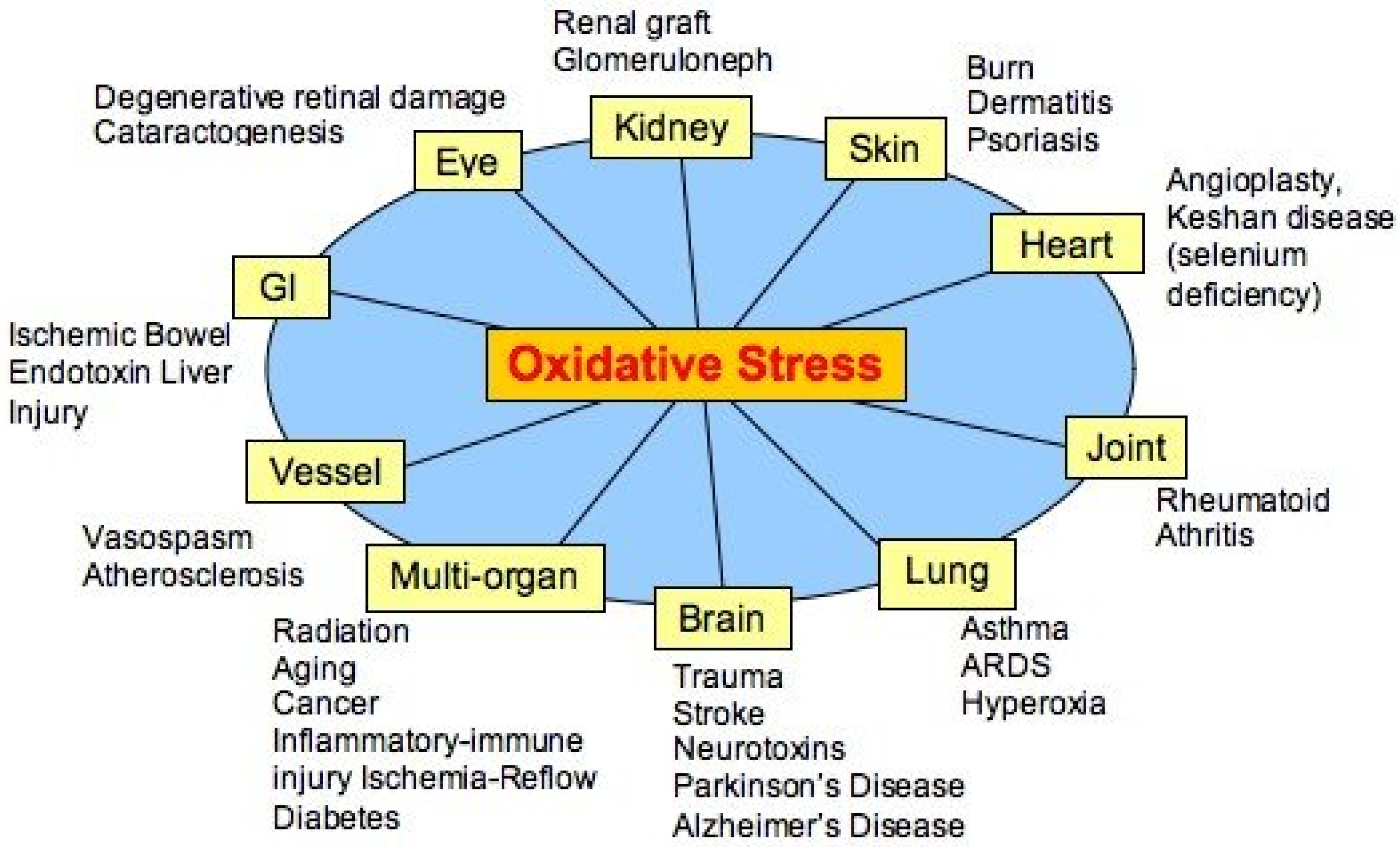Antioxidants Free FullText Oxidative Stress What Is It? Can It Be