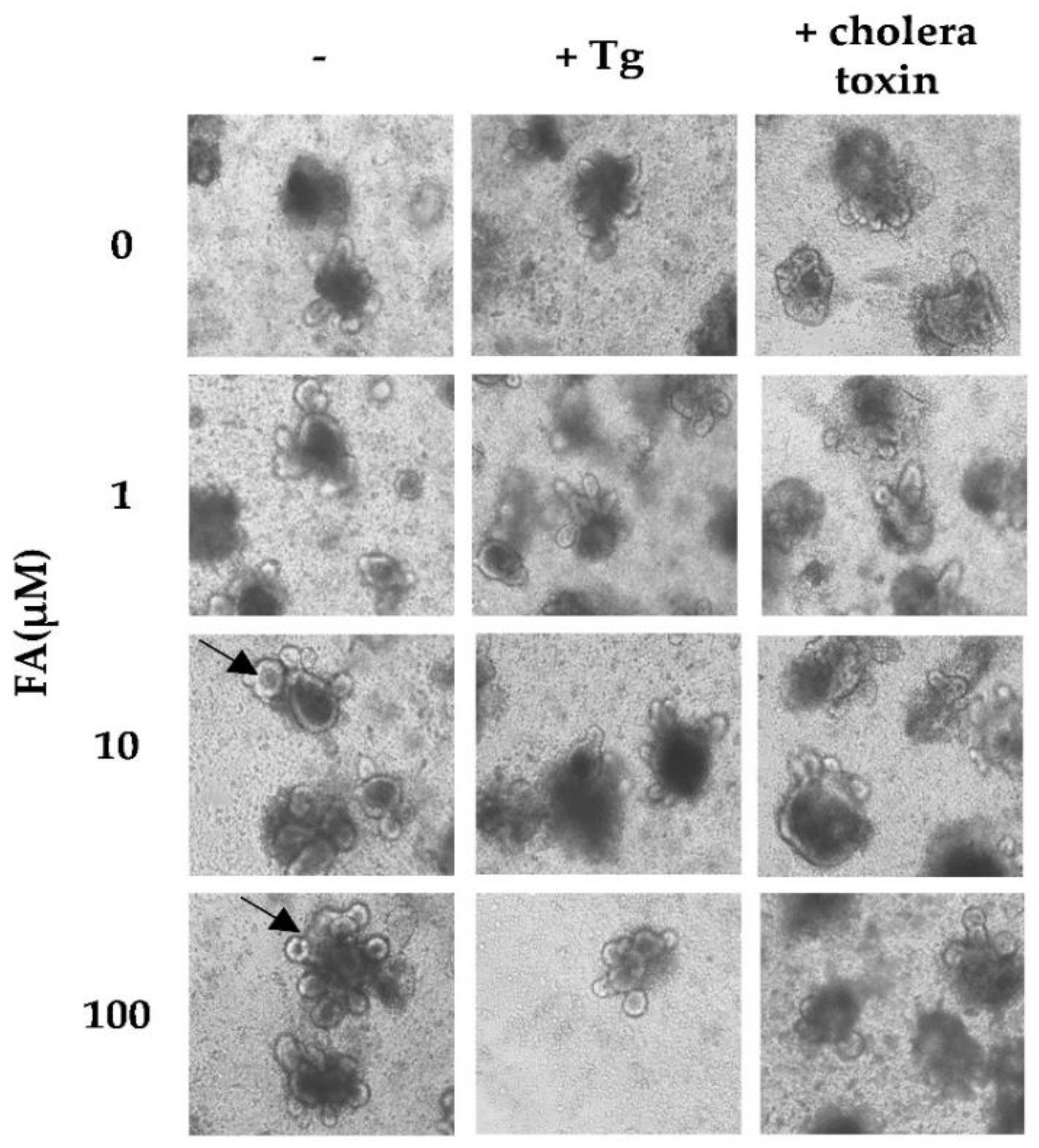 Antioxidants 11 01448 g006 Antioxidants 11 01448 g006