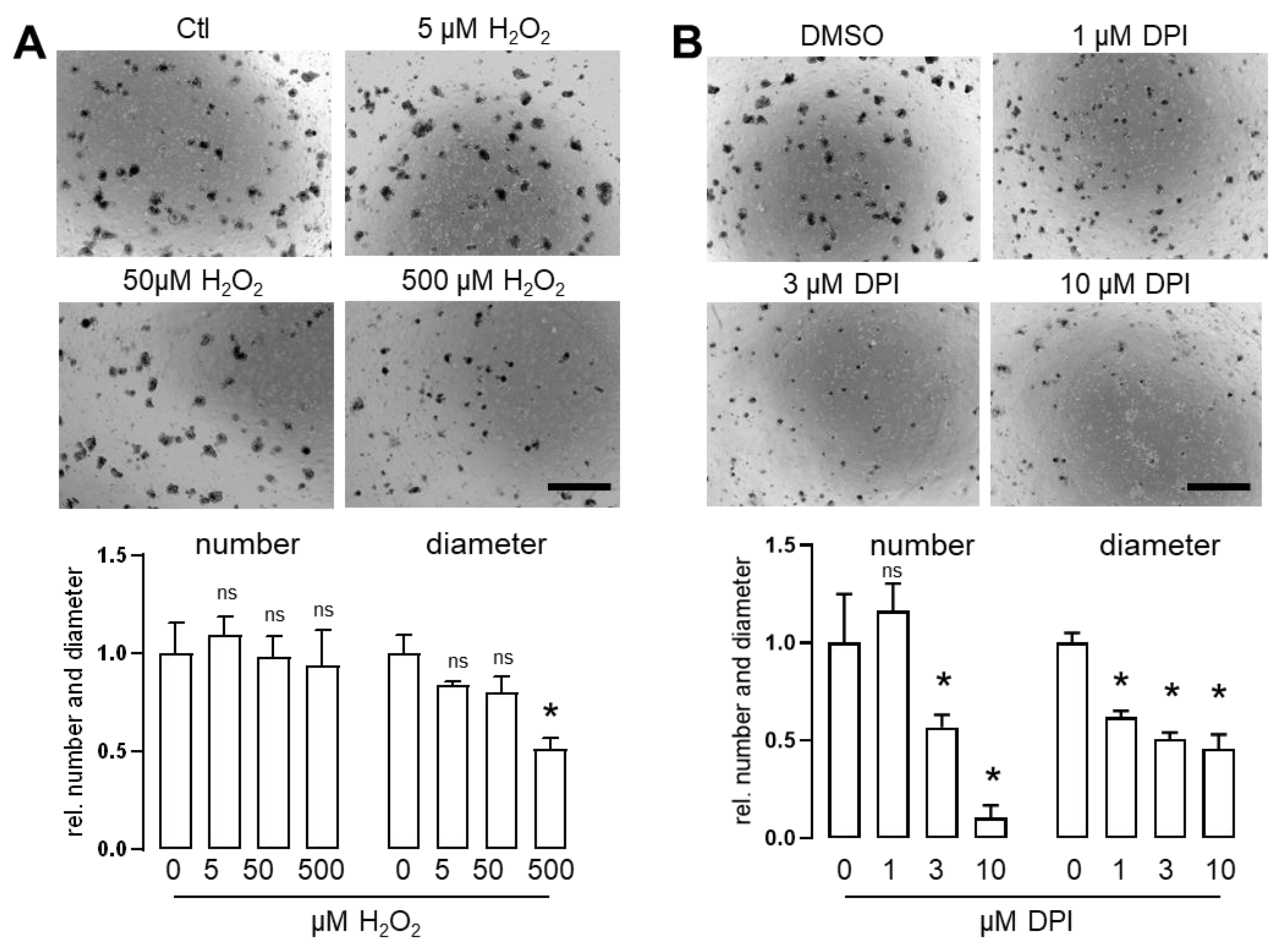 Antioxidants 11 01452 g002 550