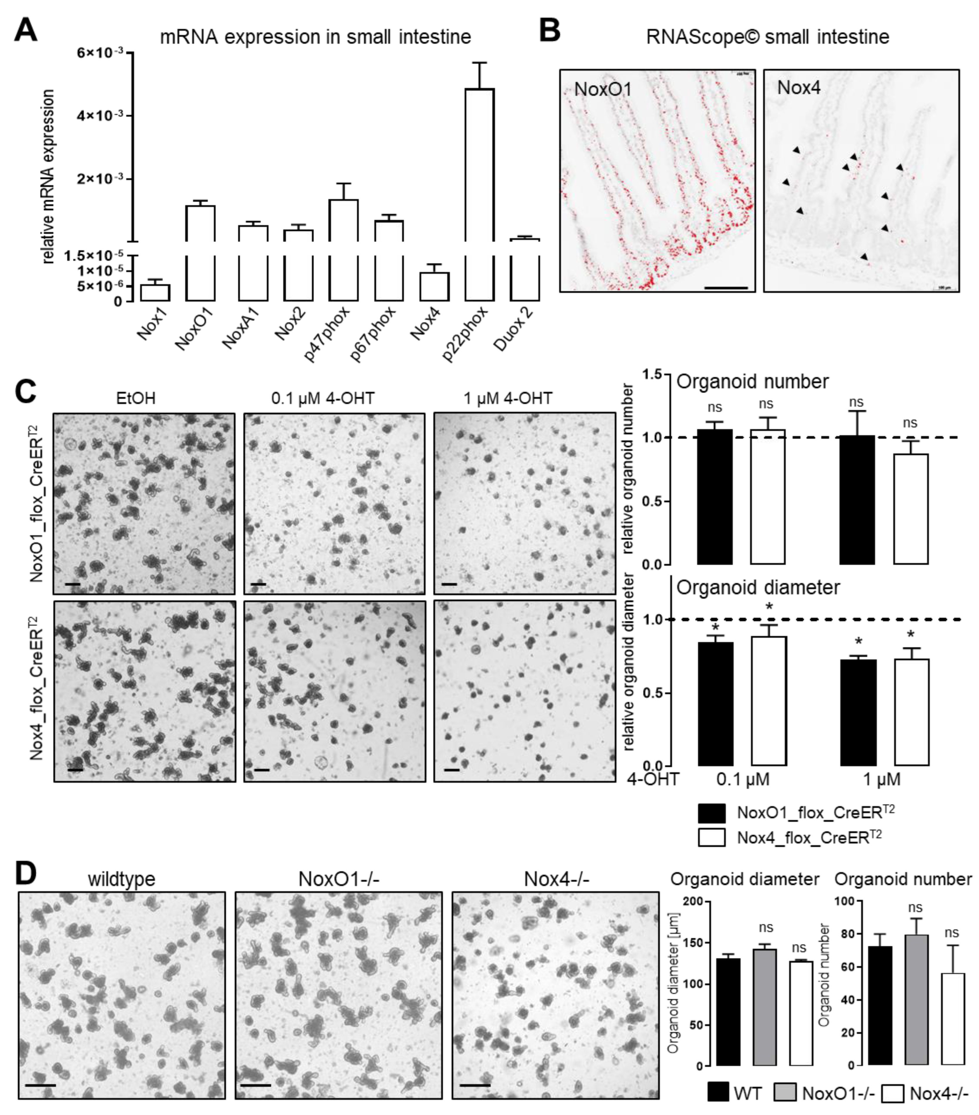 Antioxidants 11 01452 g003 550