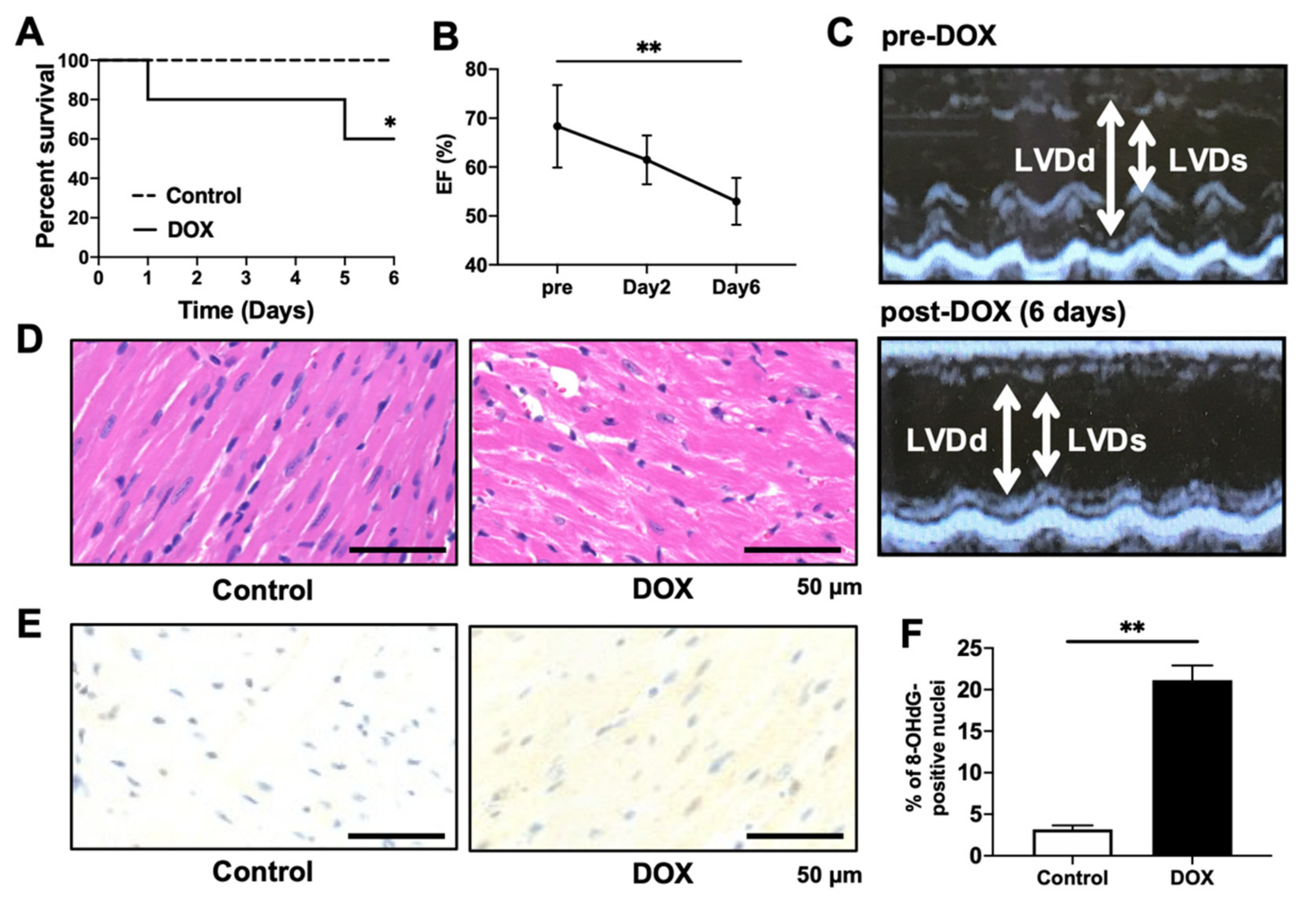 Antioxidants 11 01454 g002