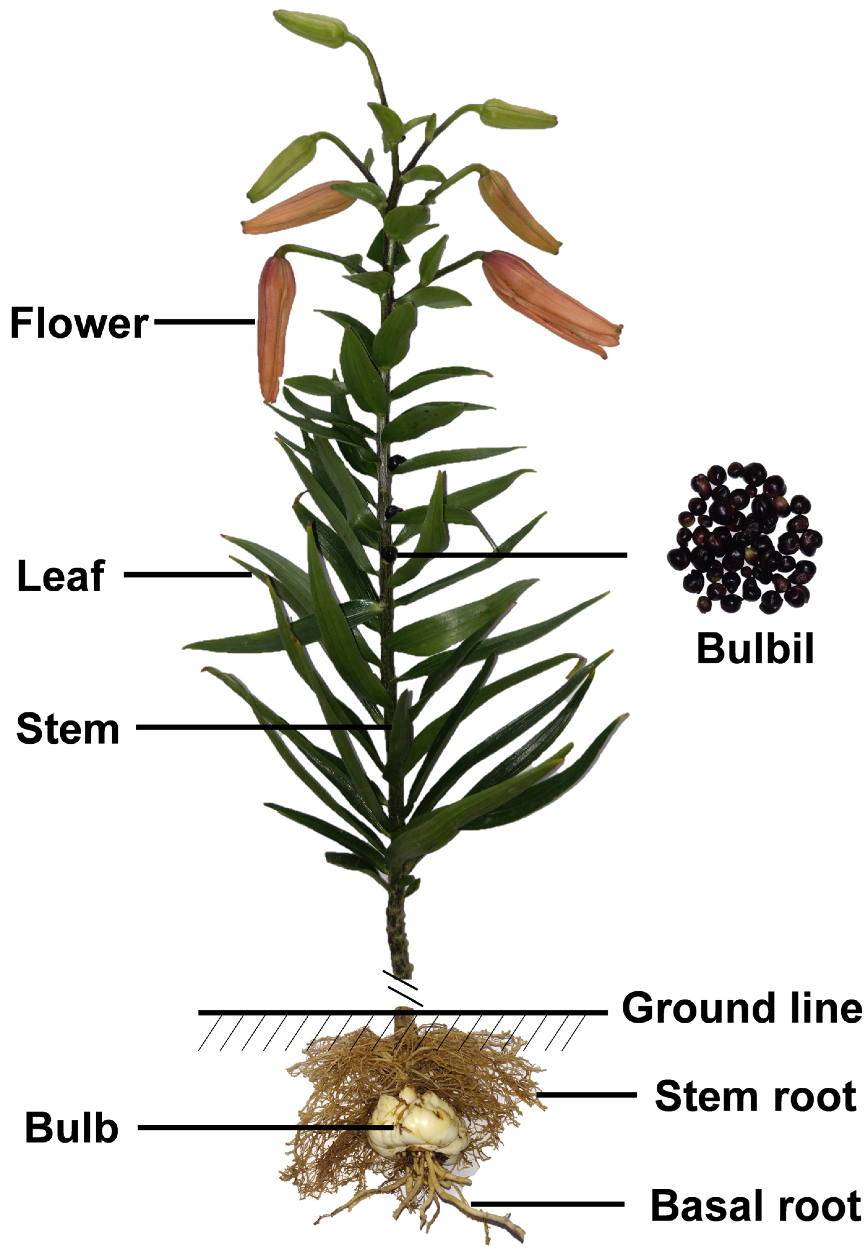 Antioxidants Free Full Text Potential Applications of Lilium