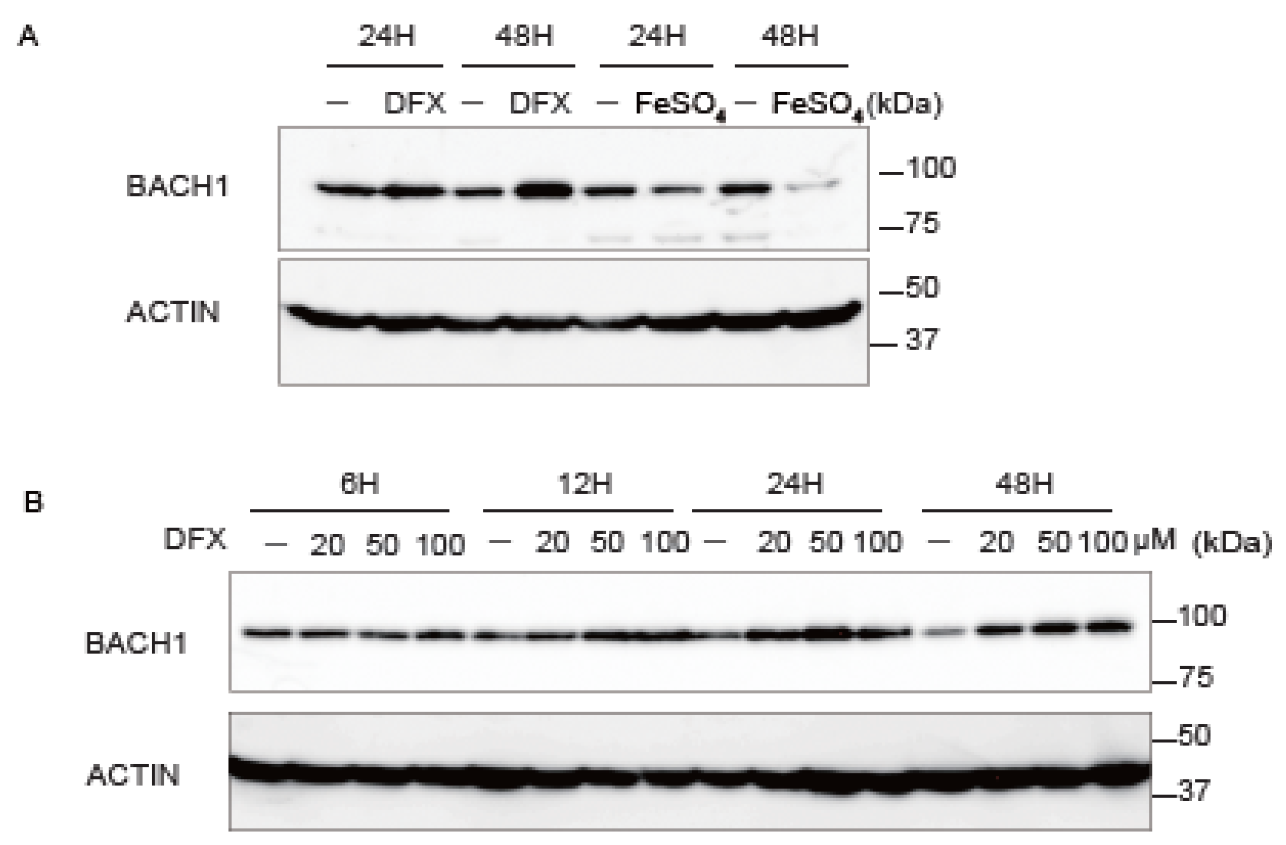 Antioxidants 11 01460 g004a