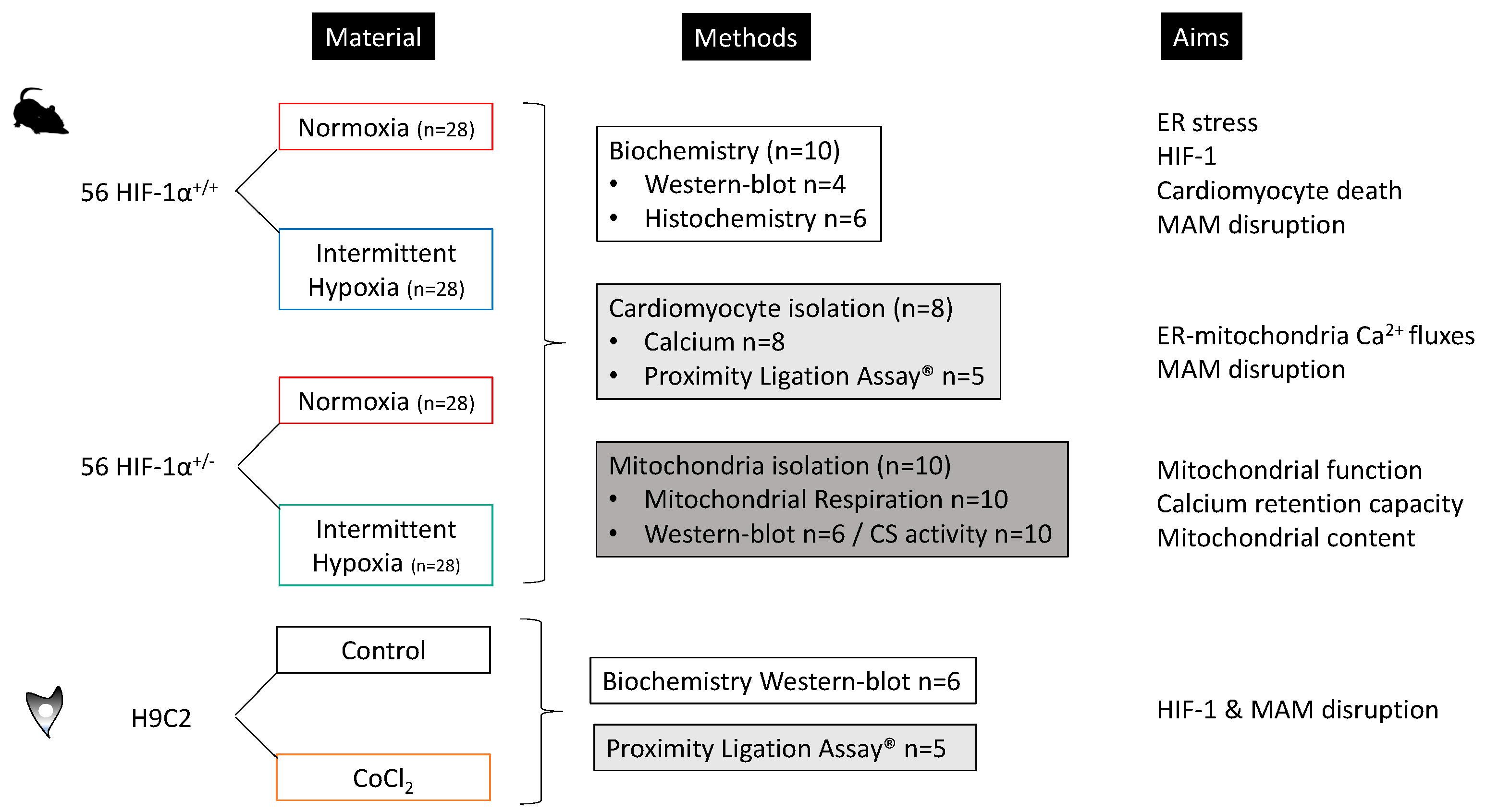 Antioxidants 11 01462 g001 Antioxidants 11 01462 g001