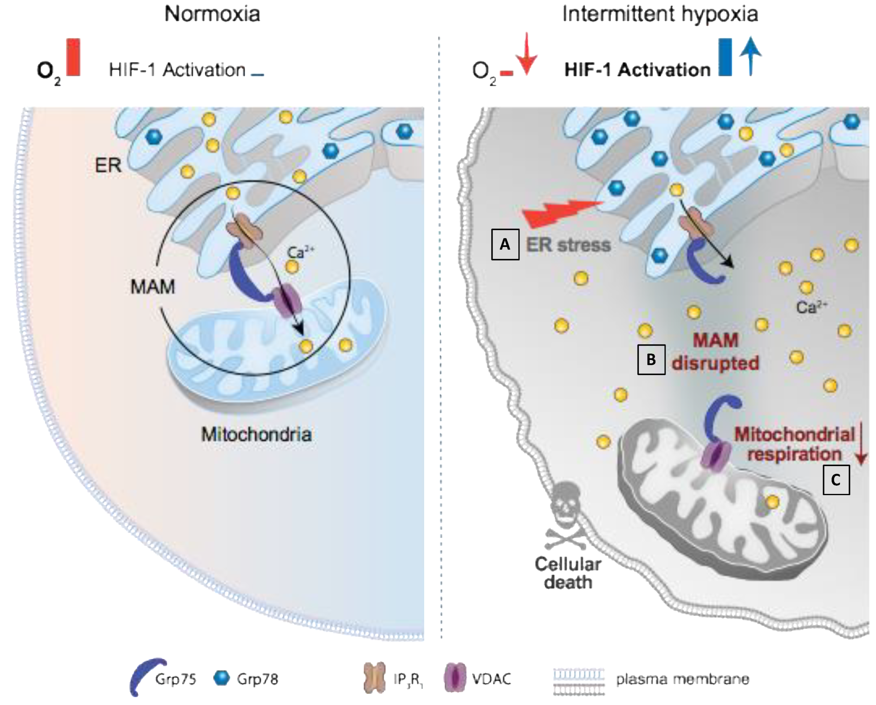 Antioxidants 11 01462 g007 Antioxidants 11 01462 g007