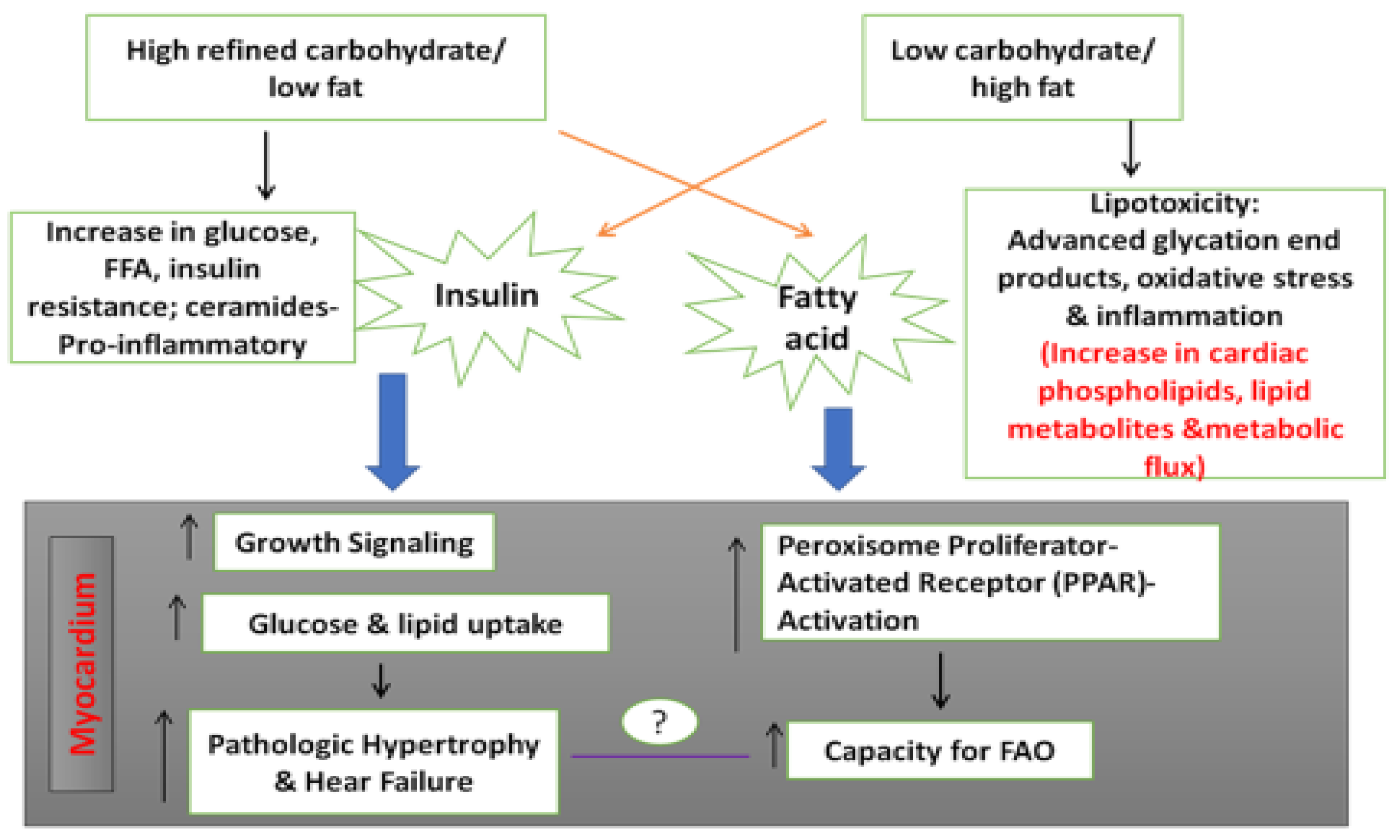 Antioxidants 11 01464 g003