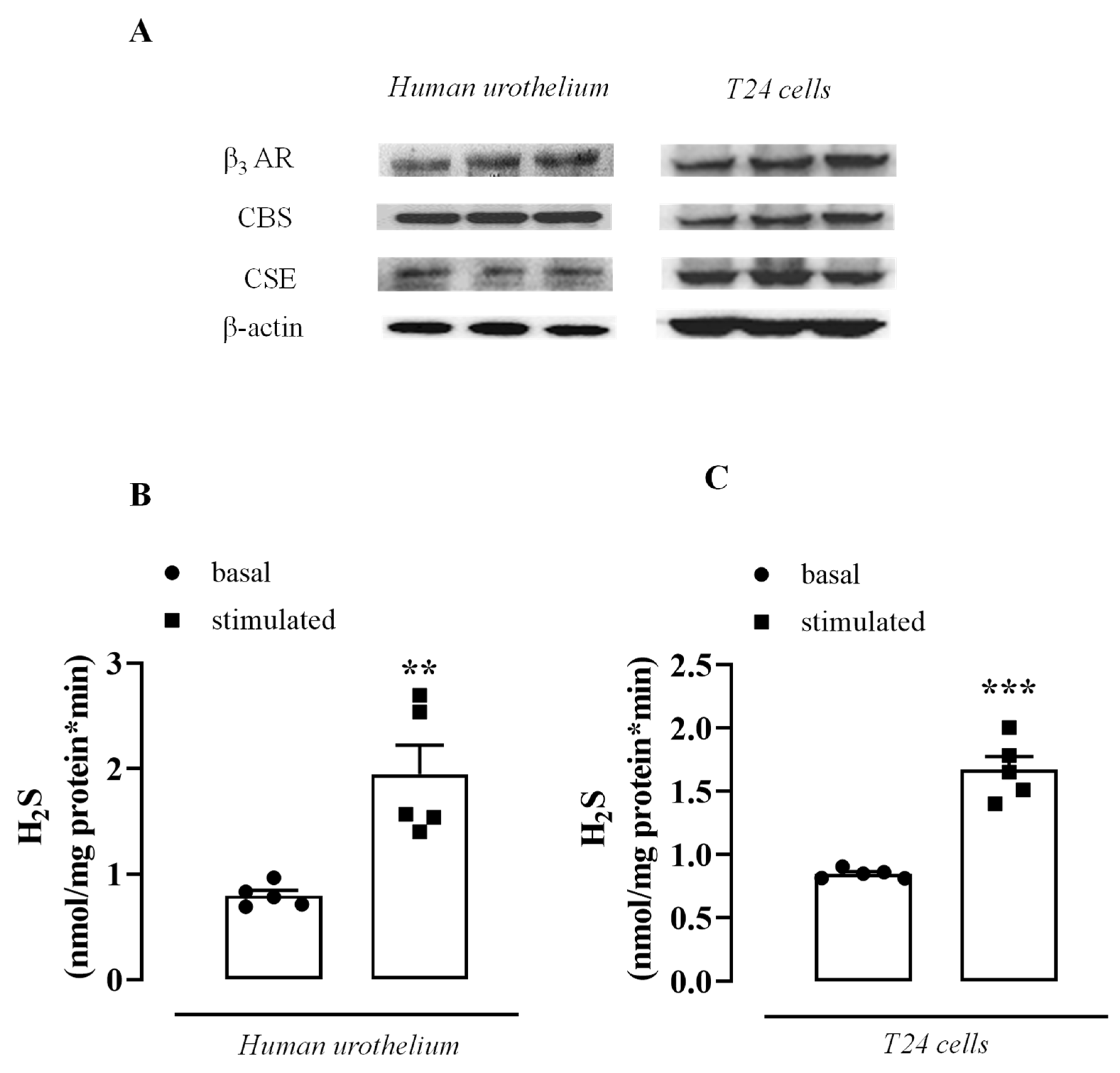 Antioxidants 11 01480 g001 Antioxidants 11 01480 g001