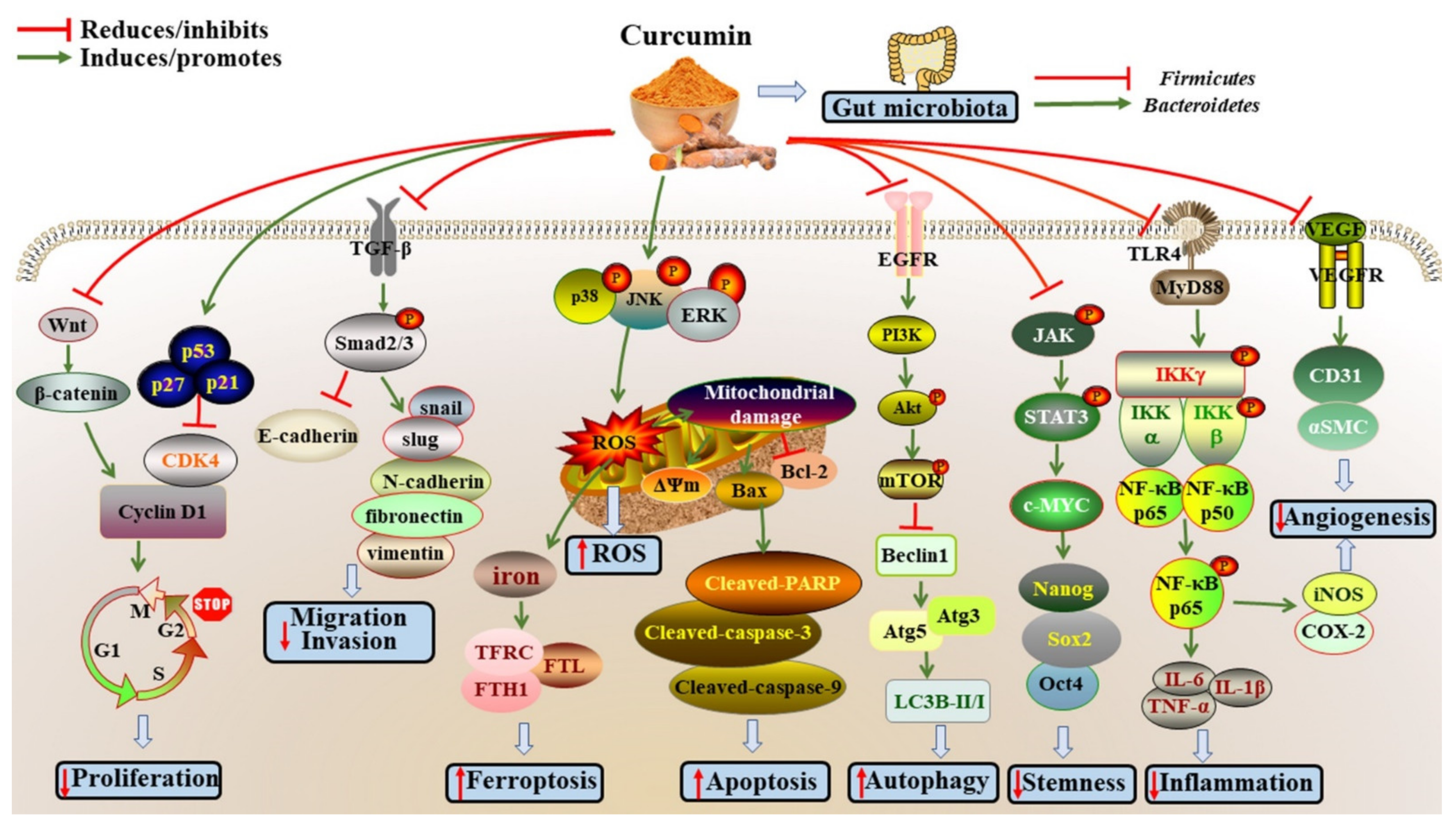 Antioxidants 11 01481 g001 550