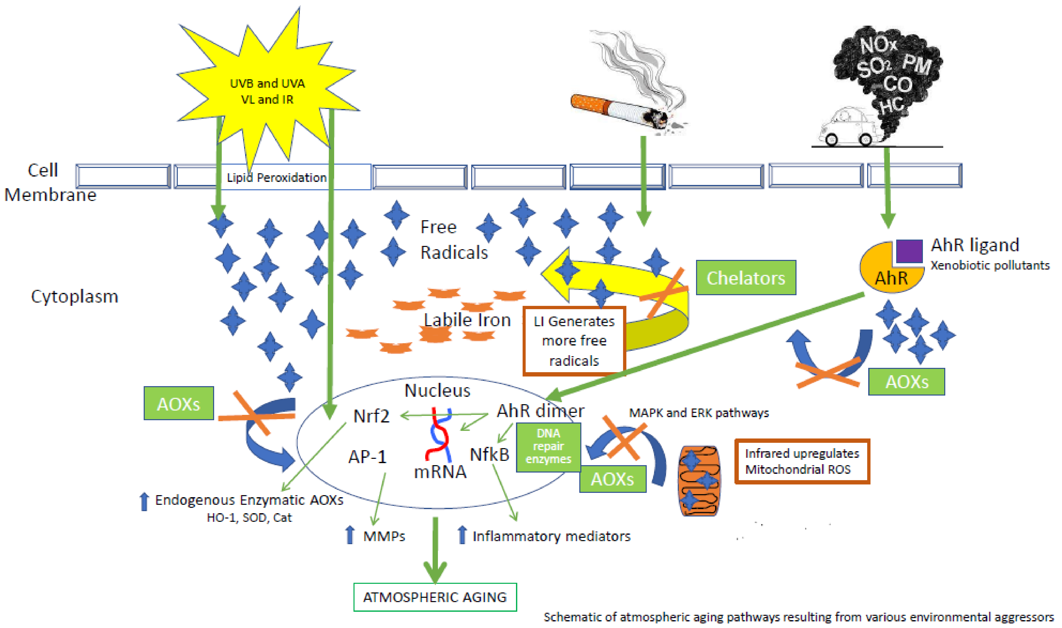 Antioxidants | Free Full-Text | Ultraviolet Light Protection: Is