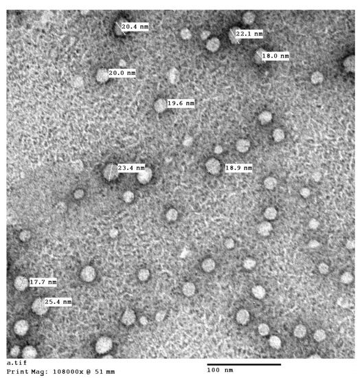 2-Methoxyestradiol TPGS Micelles Attenuate Cyclosporine A