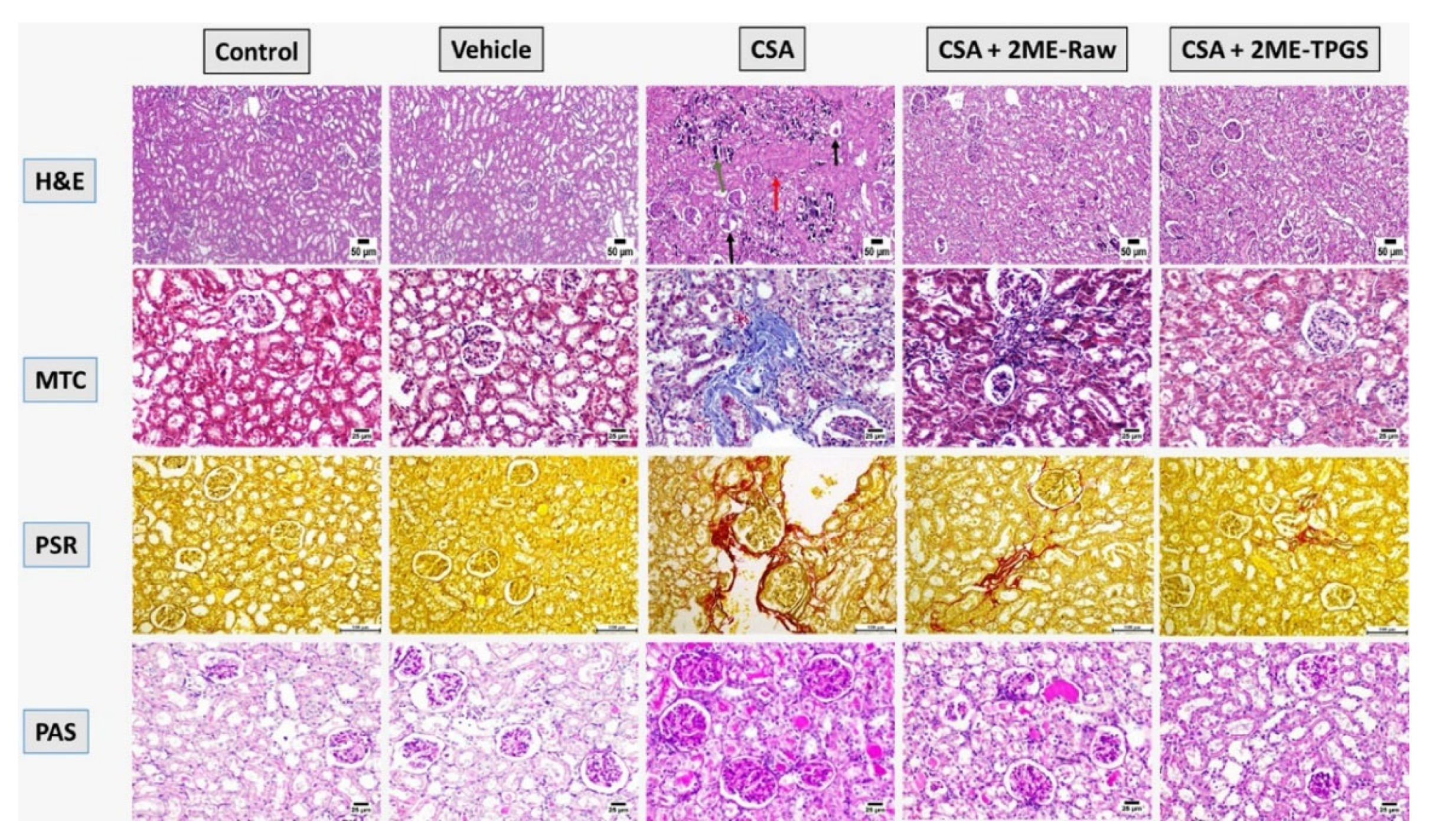 Antioxidants 11 01499 g003 Antioxidants 11 01499 g003