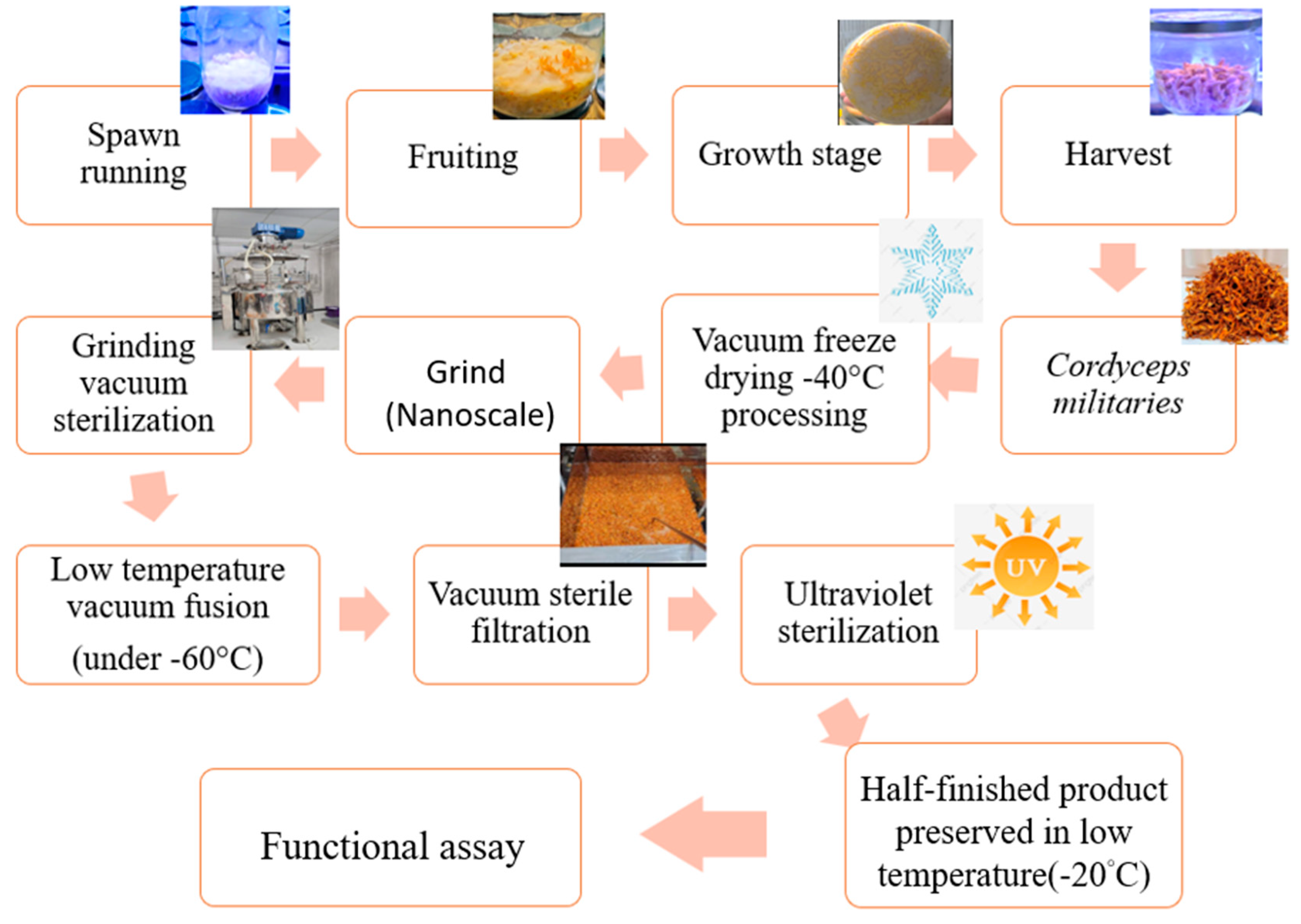 Antioxidants 11 01502 g001