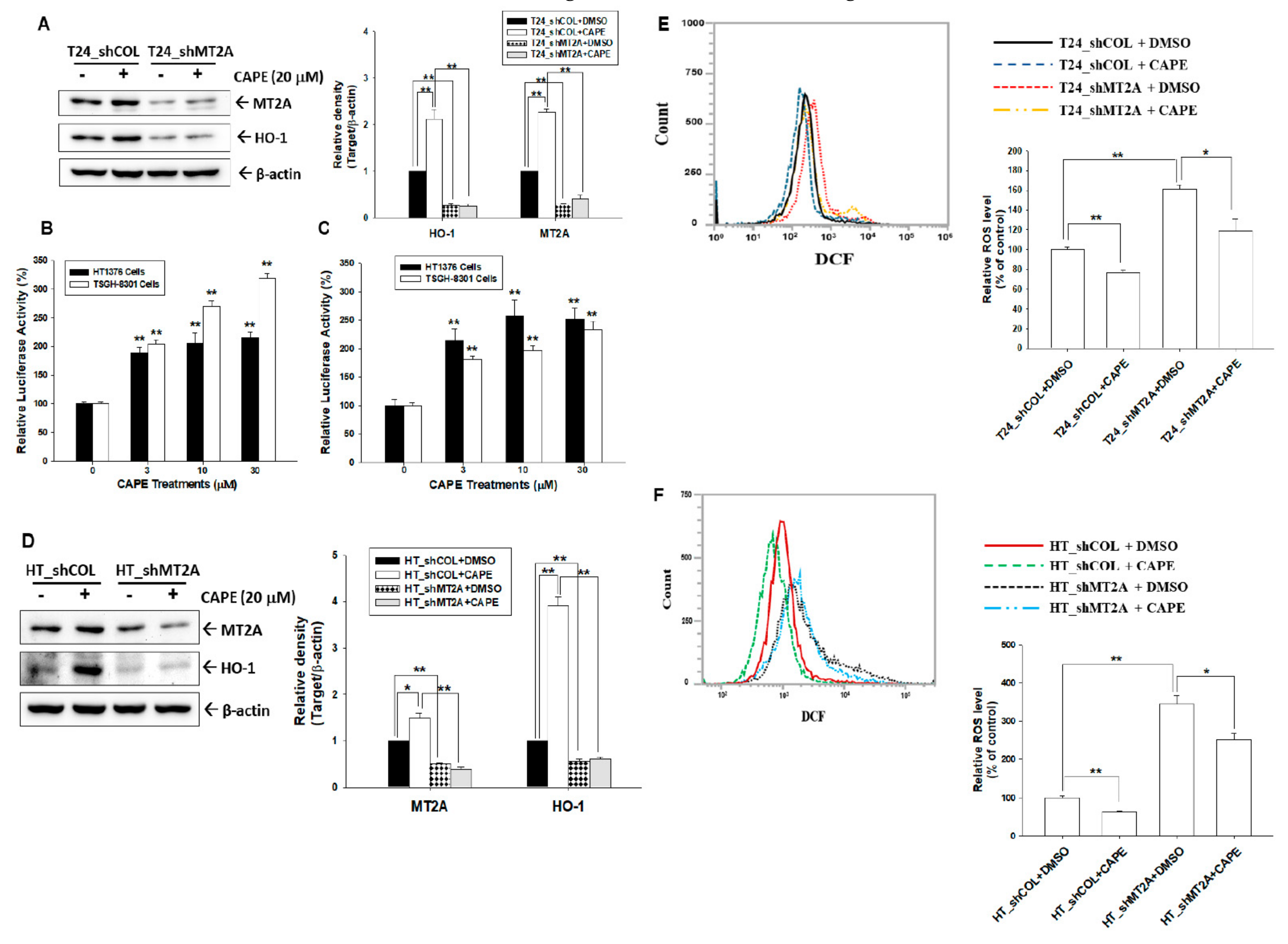 Antioxidants 11 01509 g005
