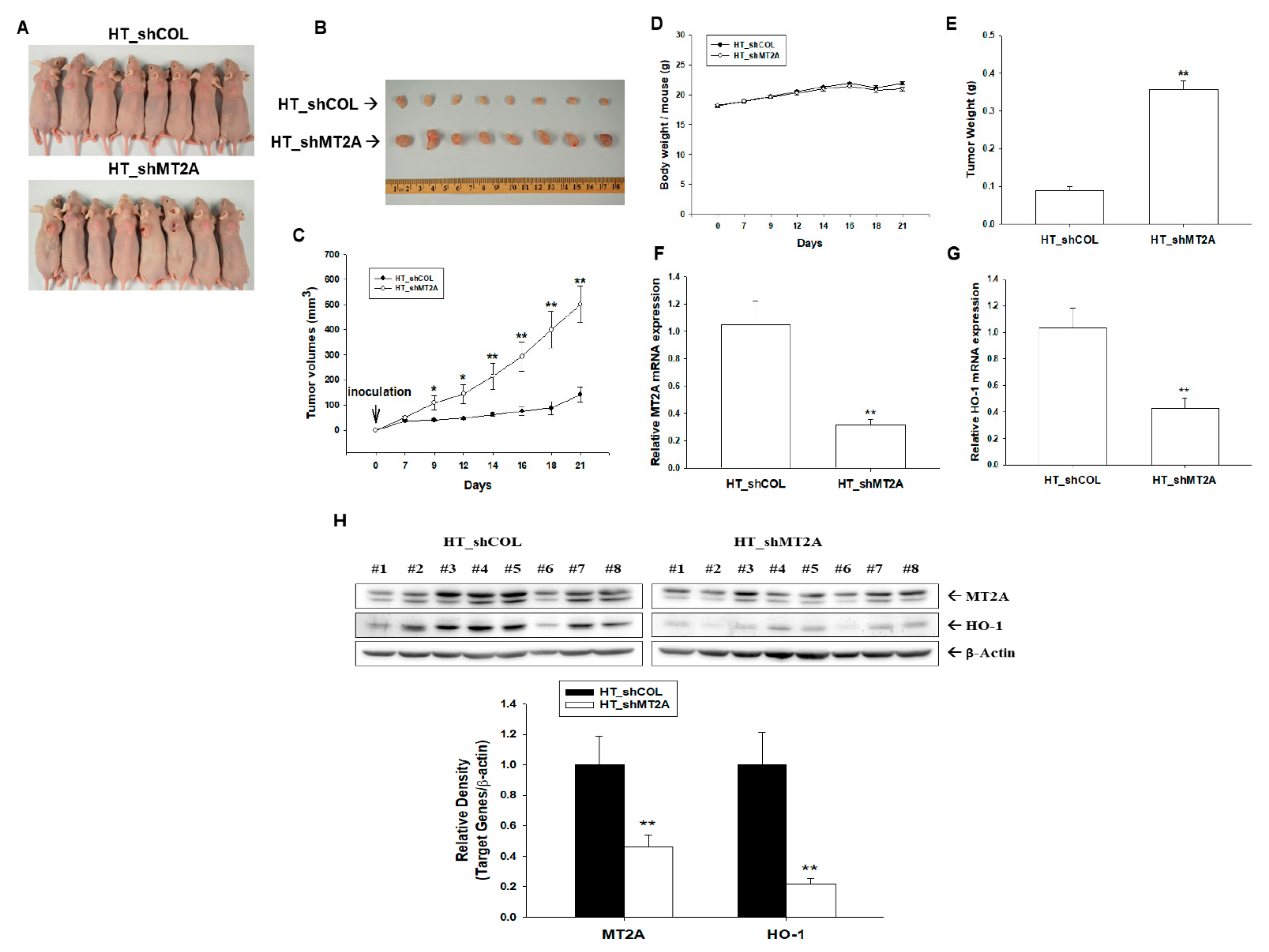 Antioxidants 11 01509 g007