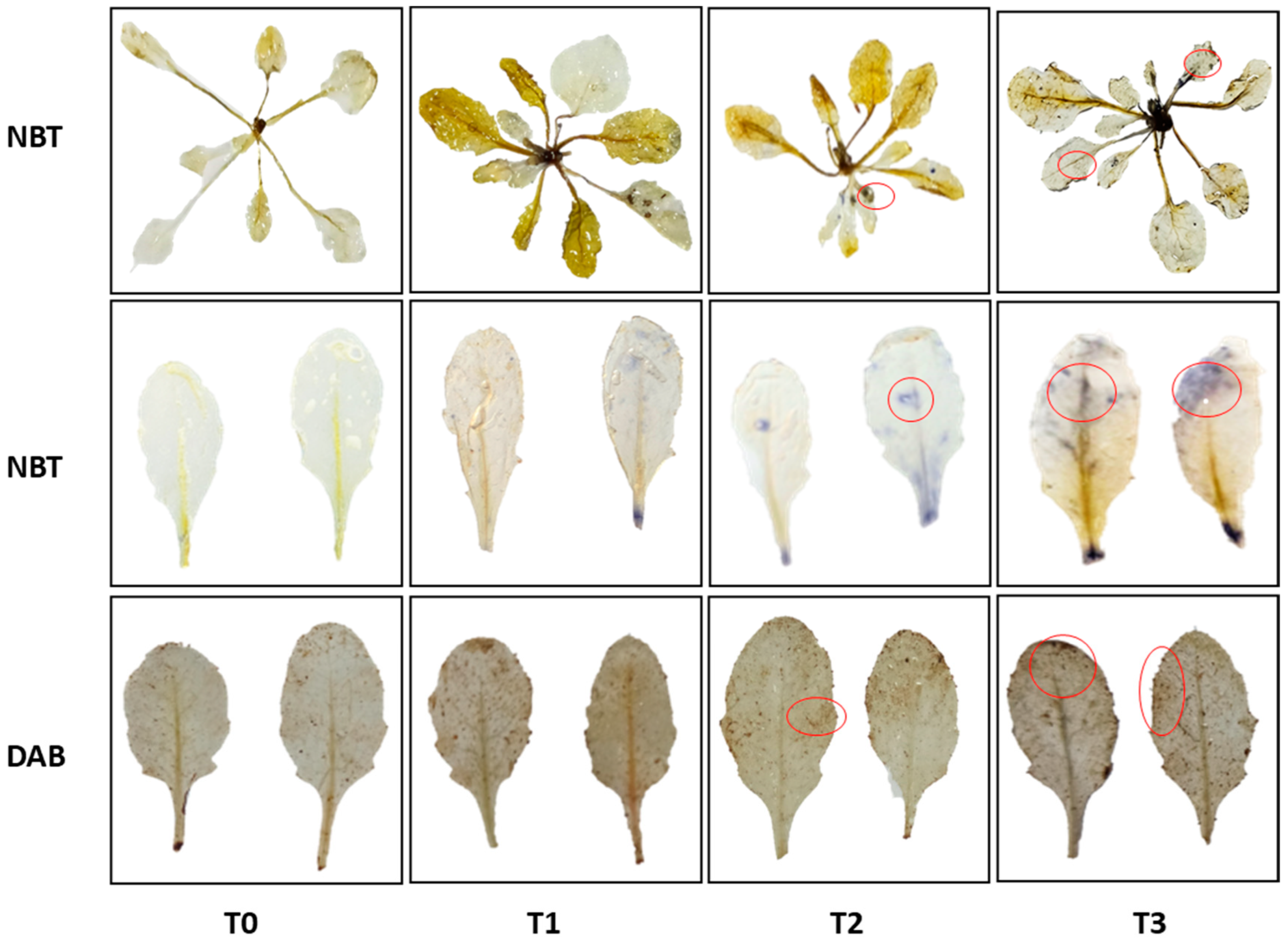 Antioxidants 11 01512 g005