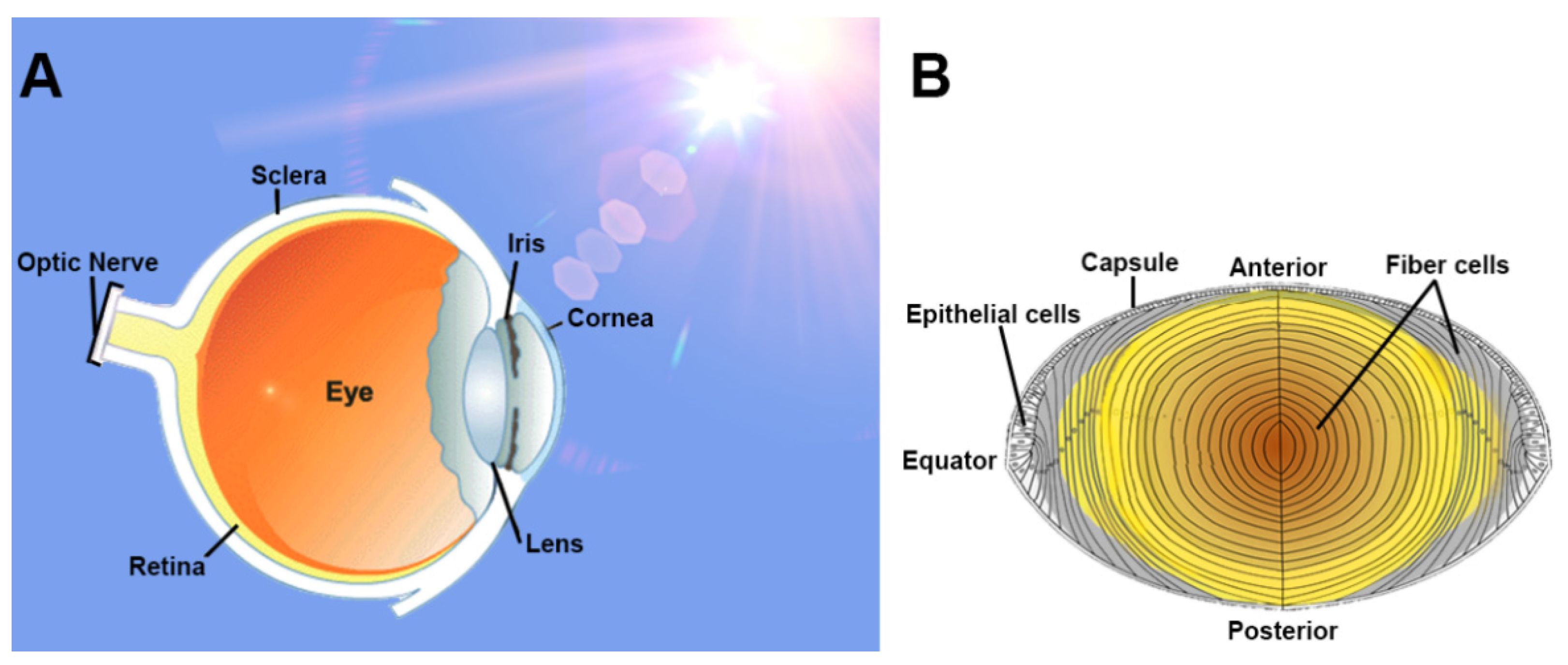 Antioxidants 11 01516 g003