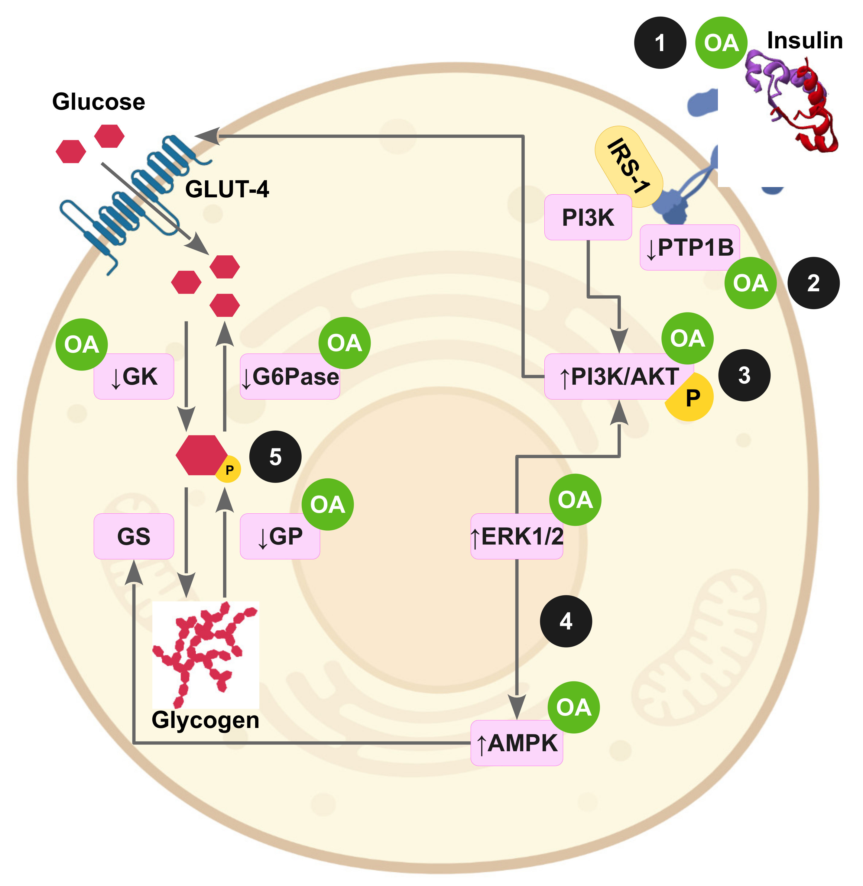 Antioxidants 11 01517 g003 Antioxidants 11 01517 g003