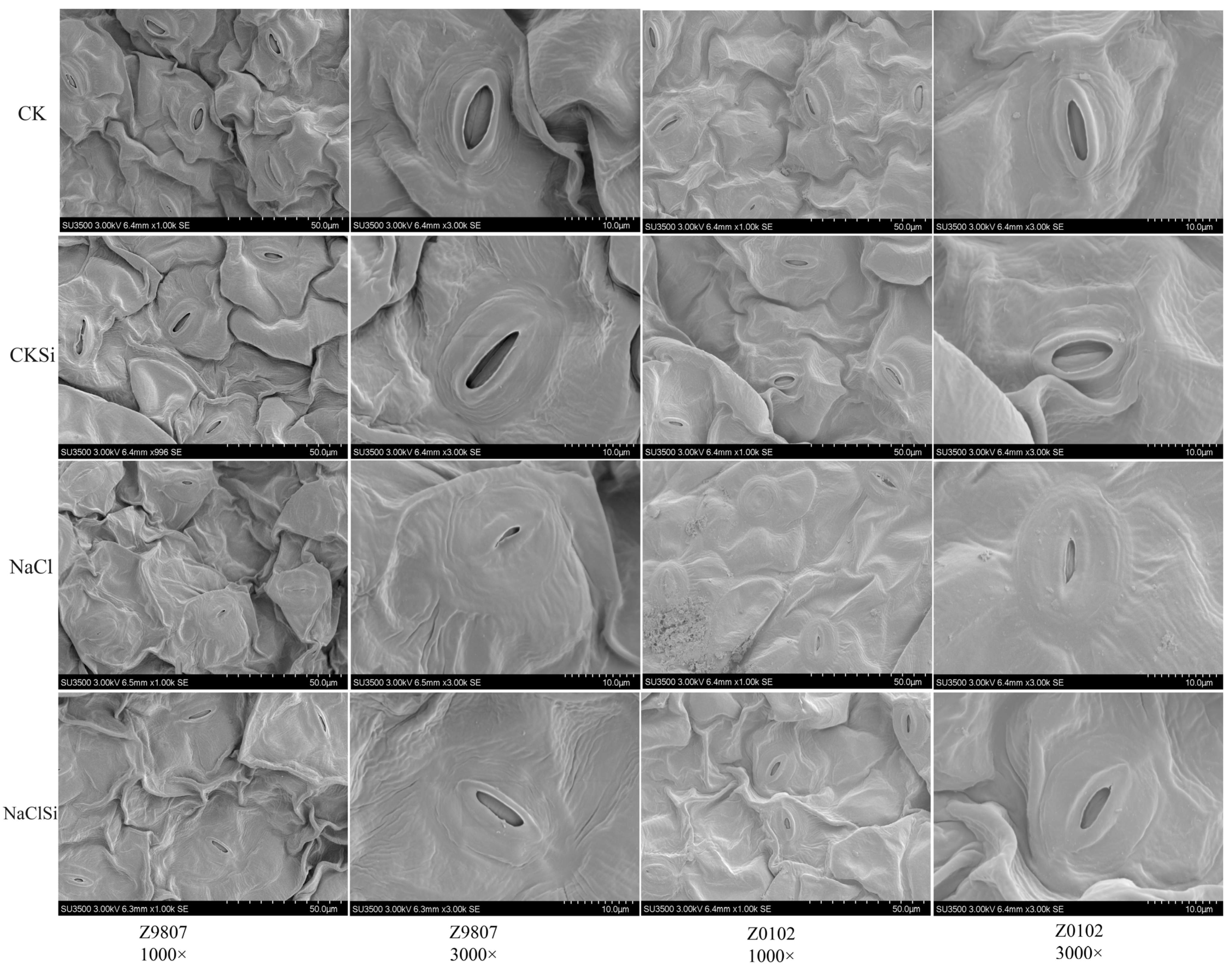 Antioxidants 11 01520 g006 550