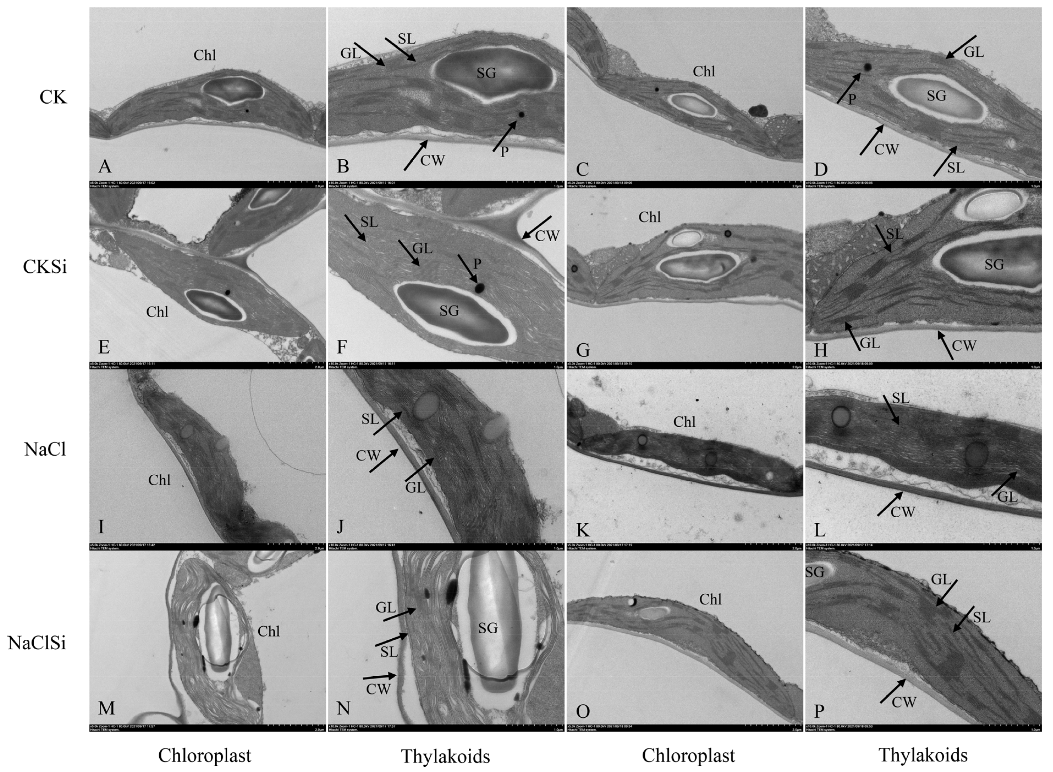 Antioxidants 11 01520 g007 550