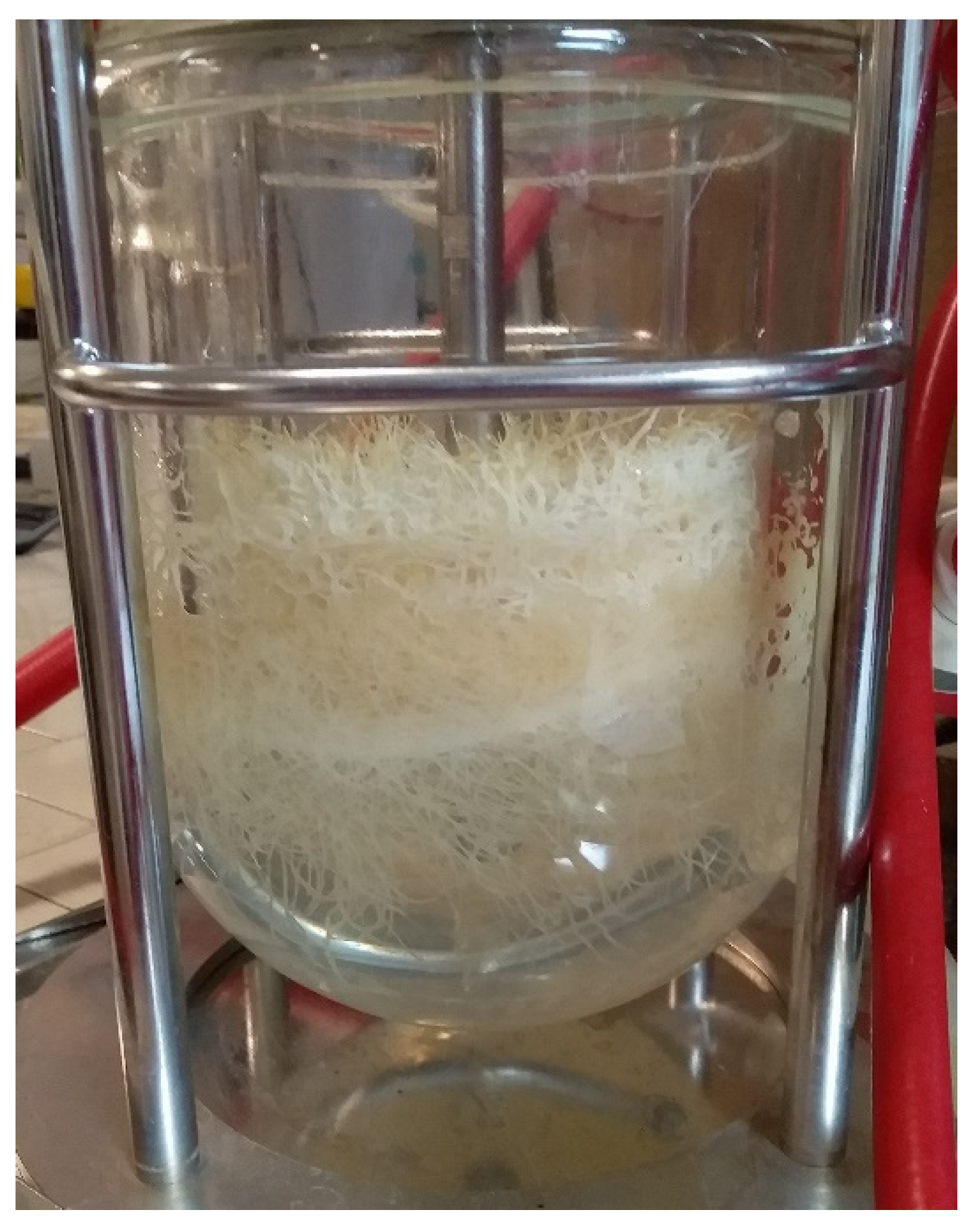 Antioxidants 11 01526 g010 550