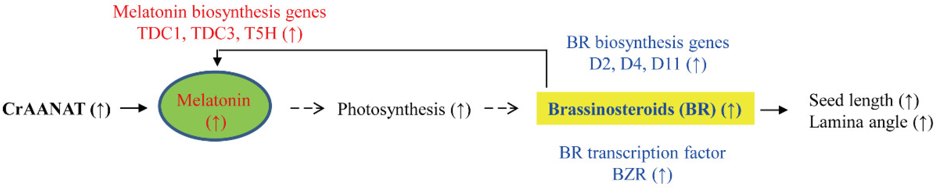 Antioxidants 11 01531 g009