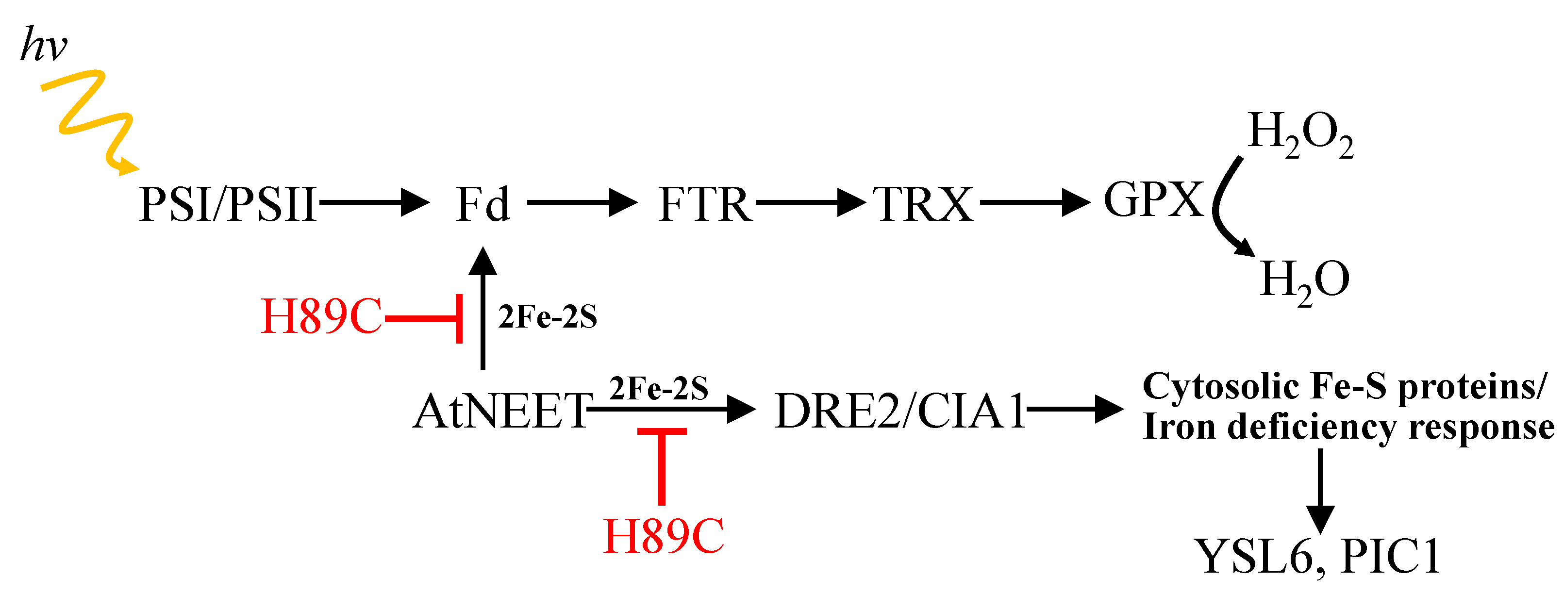 Antioxidants 11 01533 g009 550