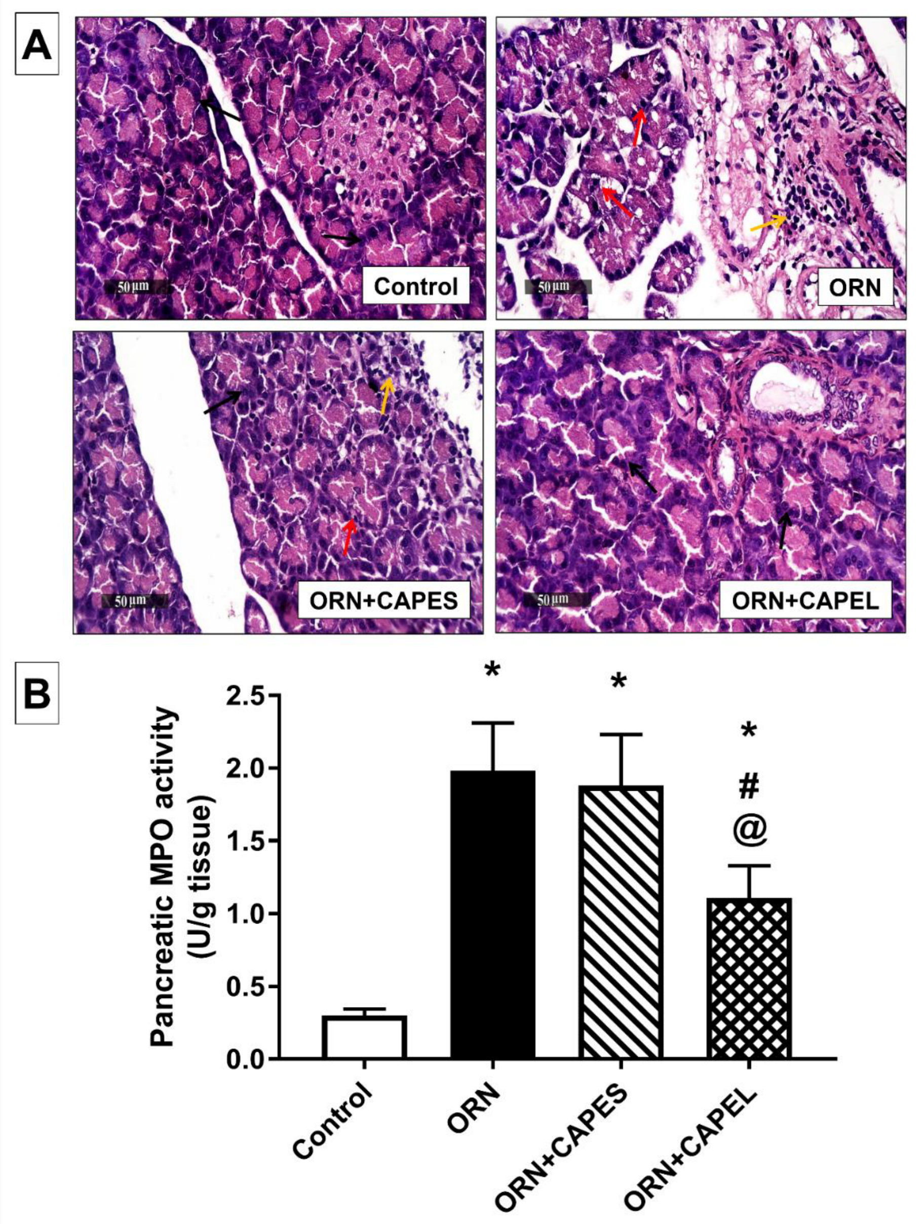 Antioxidants 11 01536 g007 Antioxidants 11 01536 g007