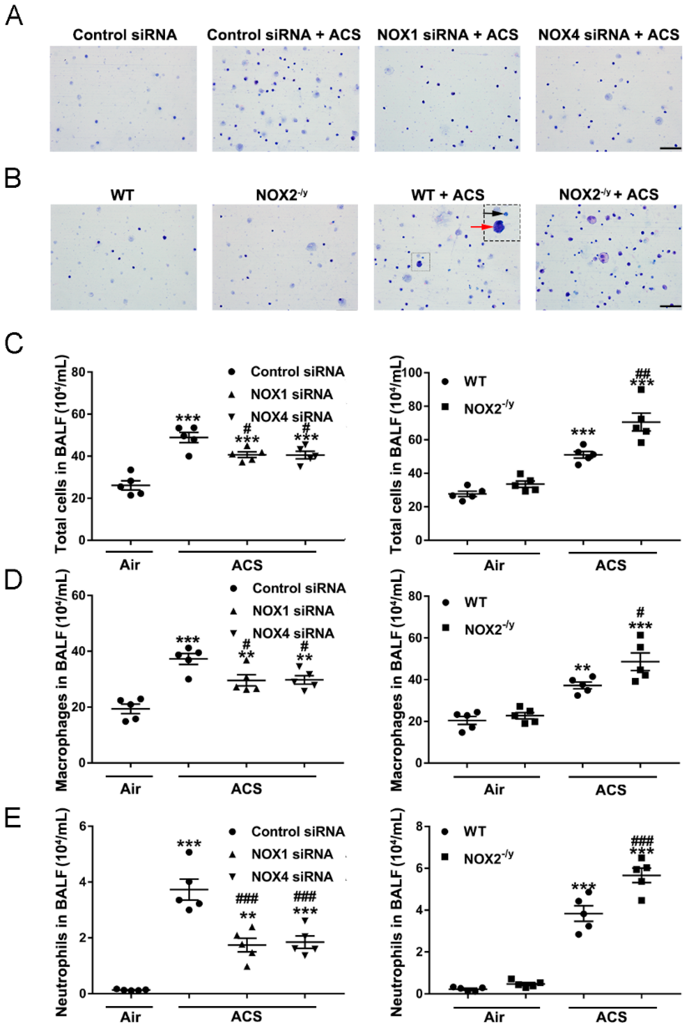 Antioxidants 11 01539 g004 550