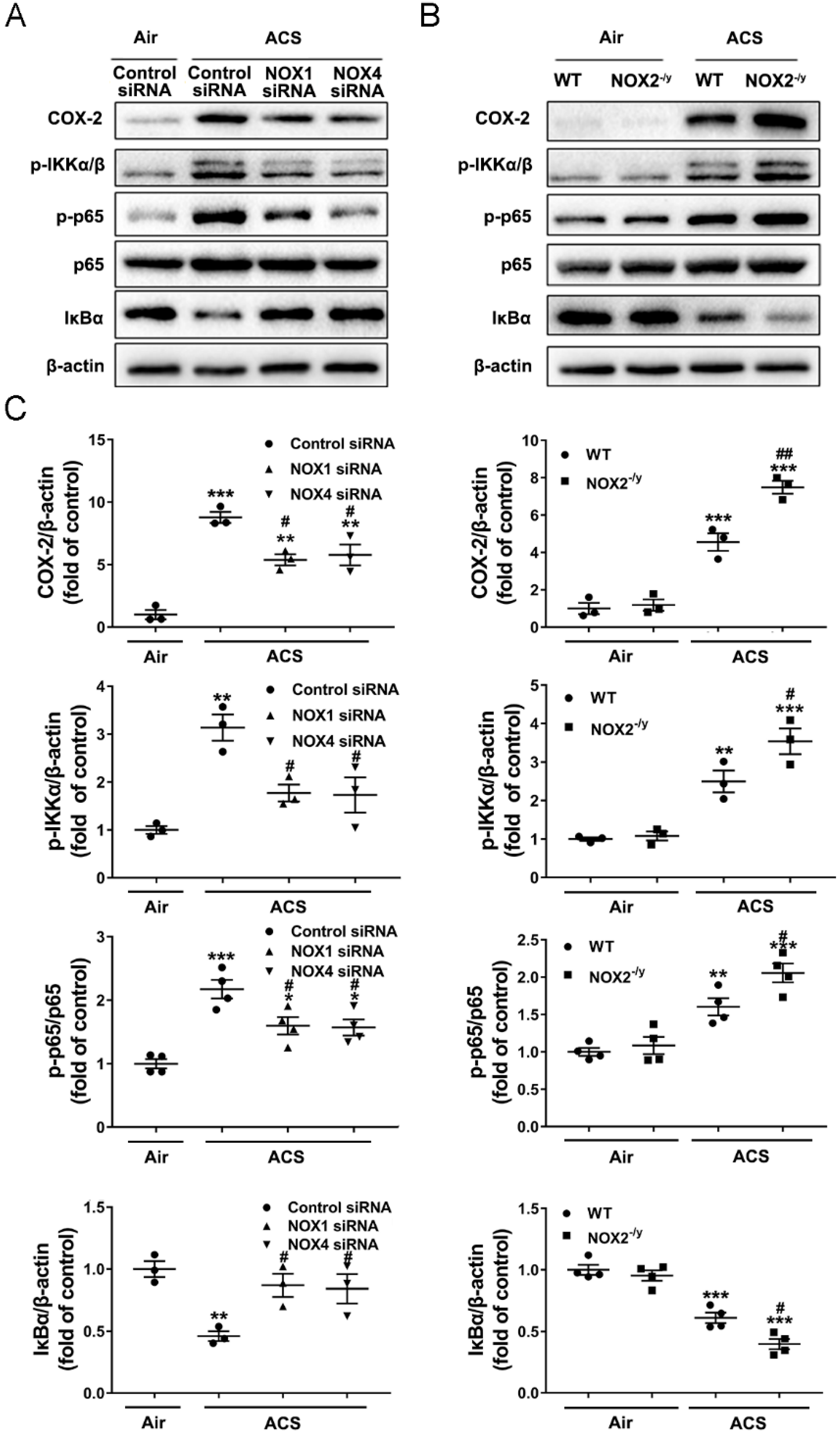 Antioxidants 11 01539 g008 550