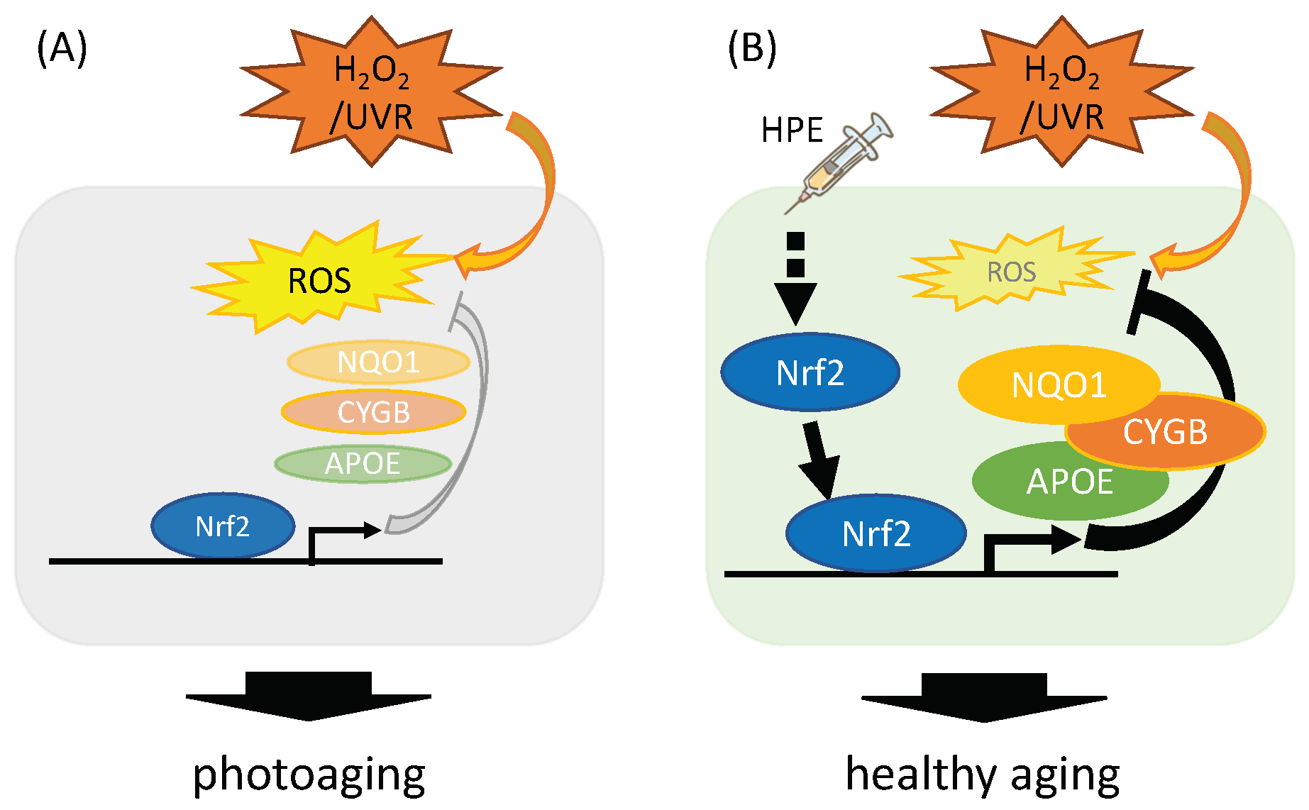 Antioxidants 11 01545 g005