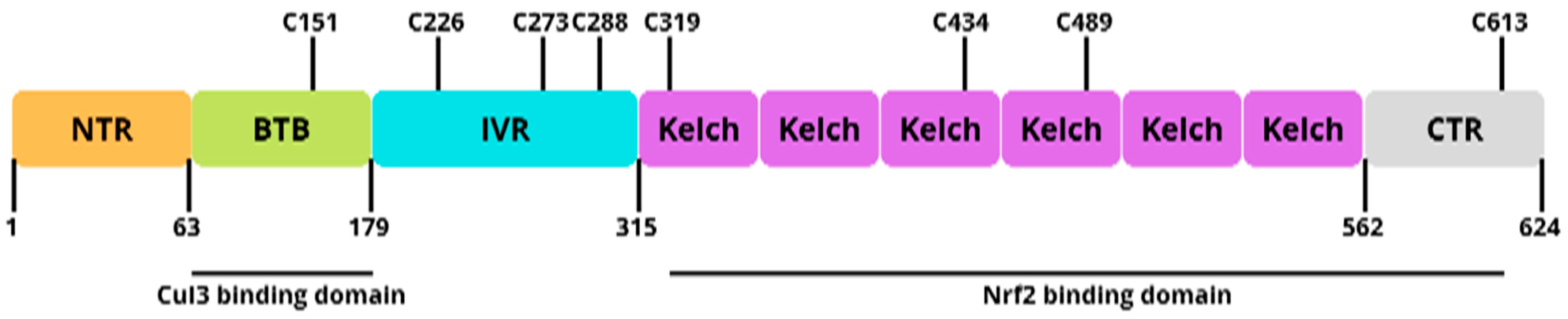 Antioxidants 11 01551 g005 550