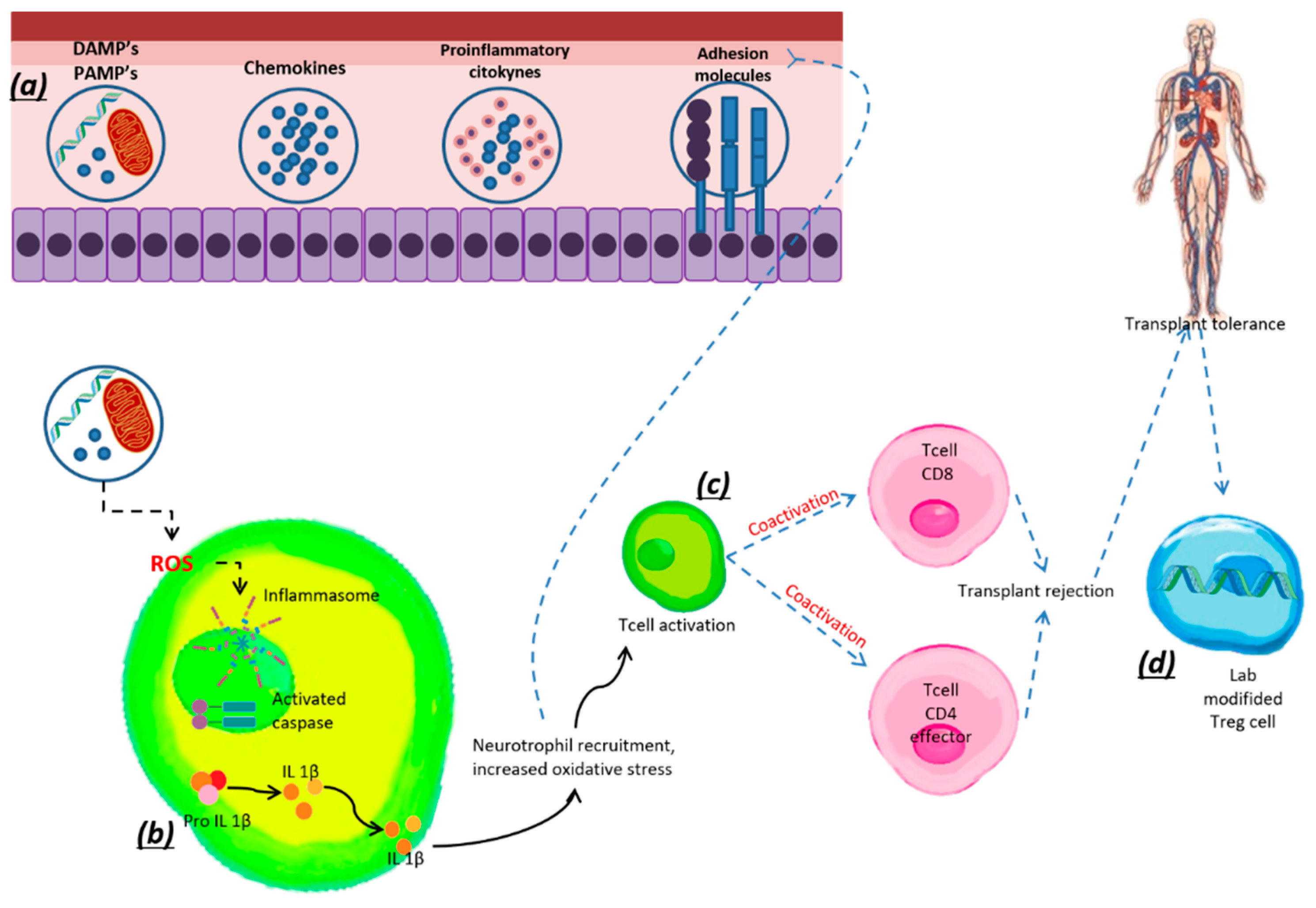 Antioxidants 11 01553 g006 Antioxidants 11 01553 g006