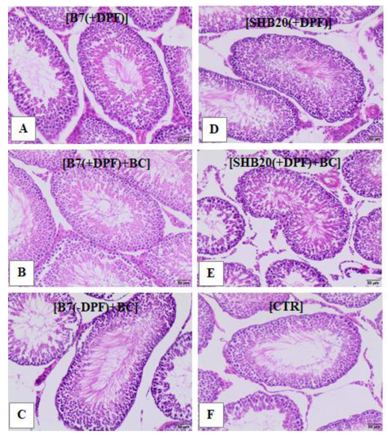 Antioxidants 11 01562 g004