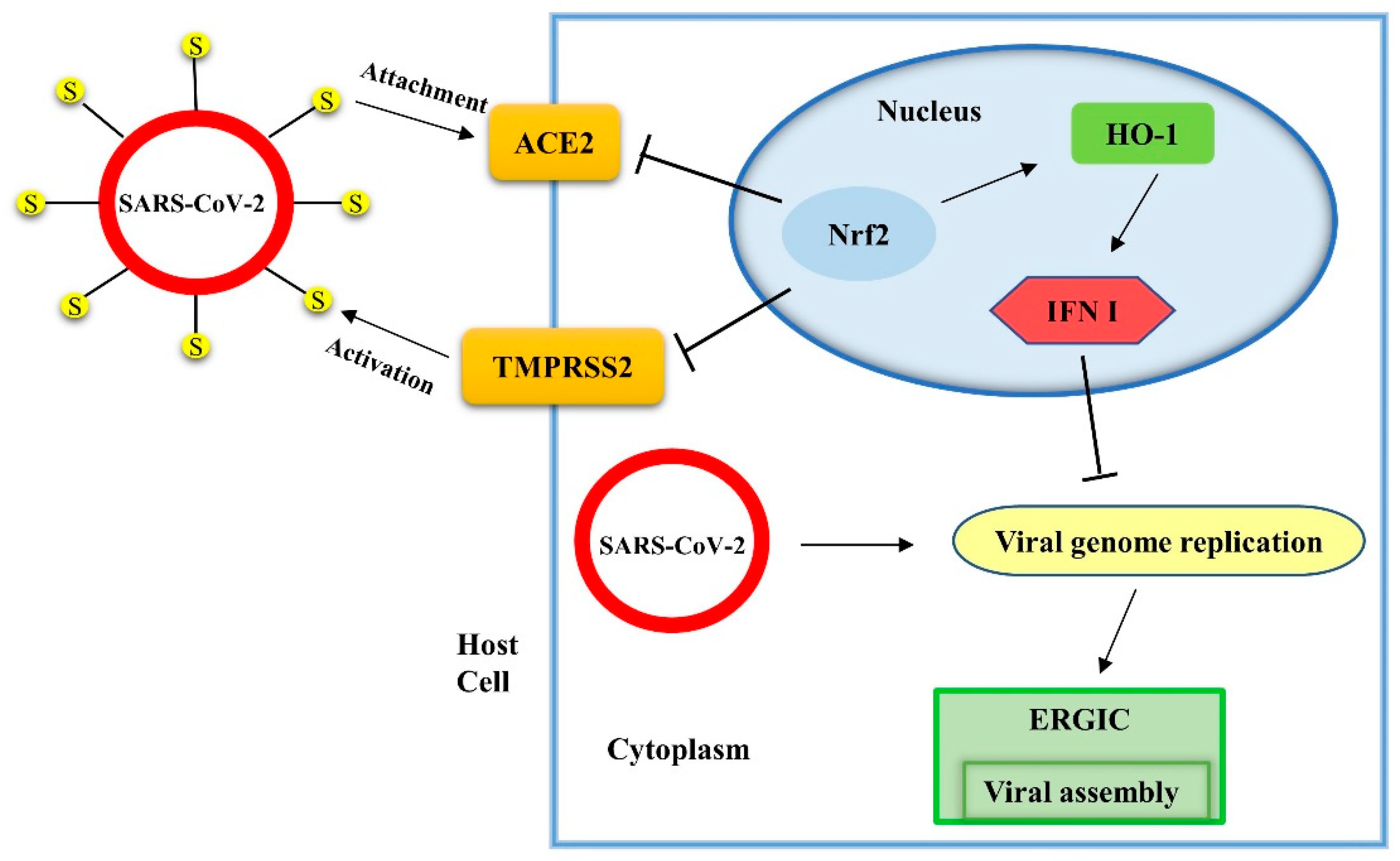 Antioxidants 11 01564 g002 Antioxidants 11 01564 g002