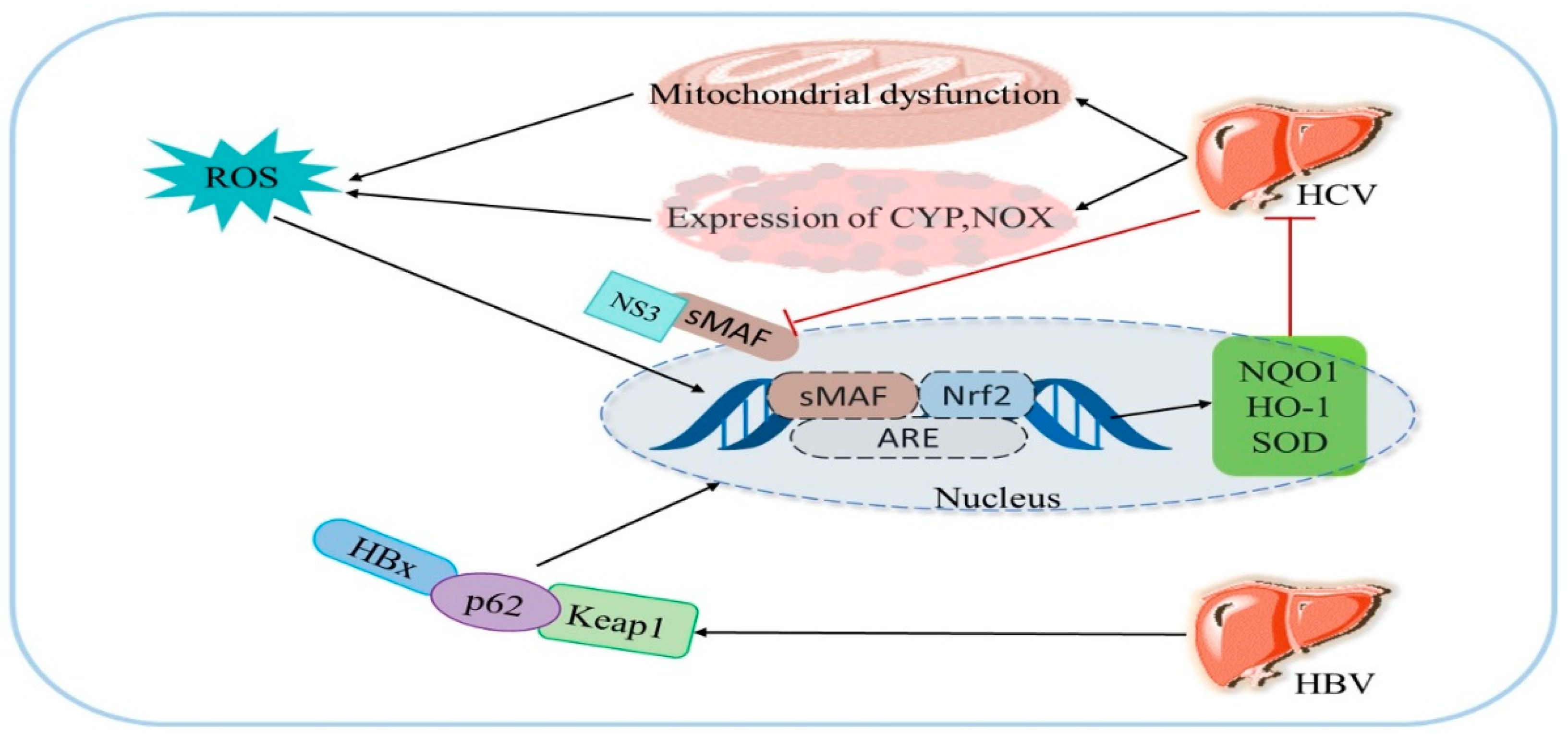 Antioxidants 11 01564 g008 Antioxidants 11 01564 g008