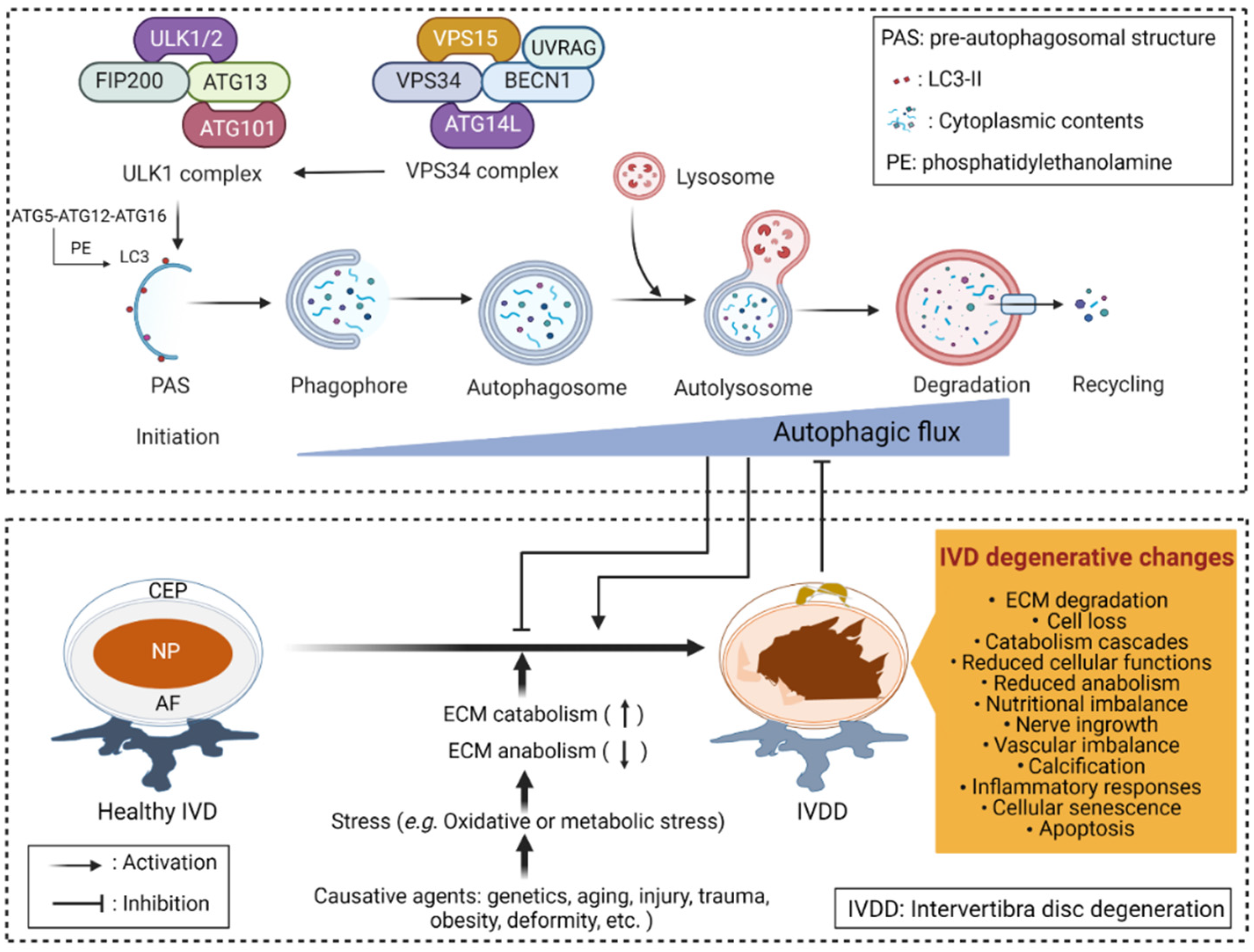 Antioxidants 11 01571 g003 Antioxidants 11 01571 g003