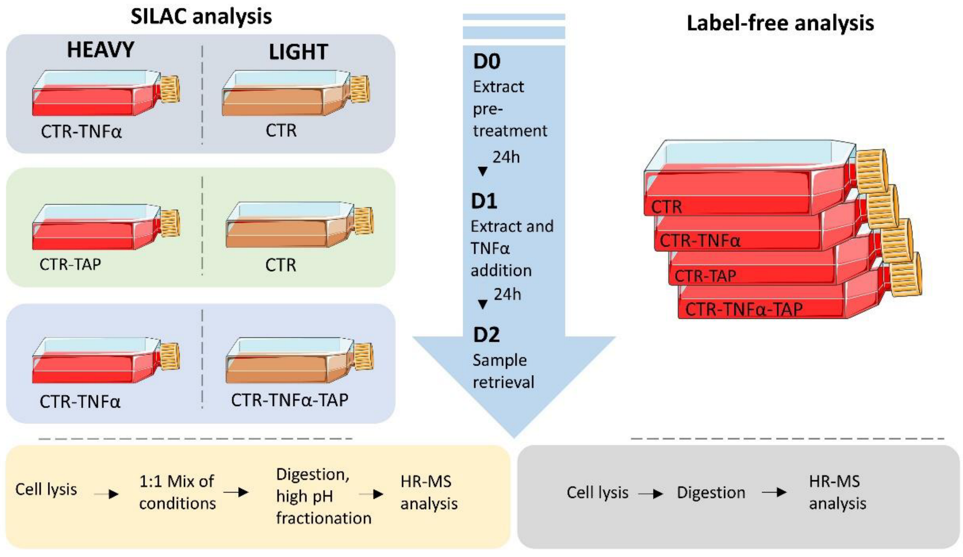 Antioxidants 11 01577 g001 Antioxidants 11 01577 g001