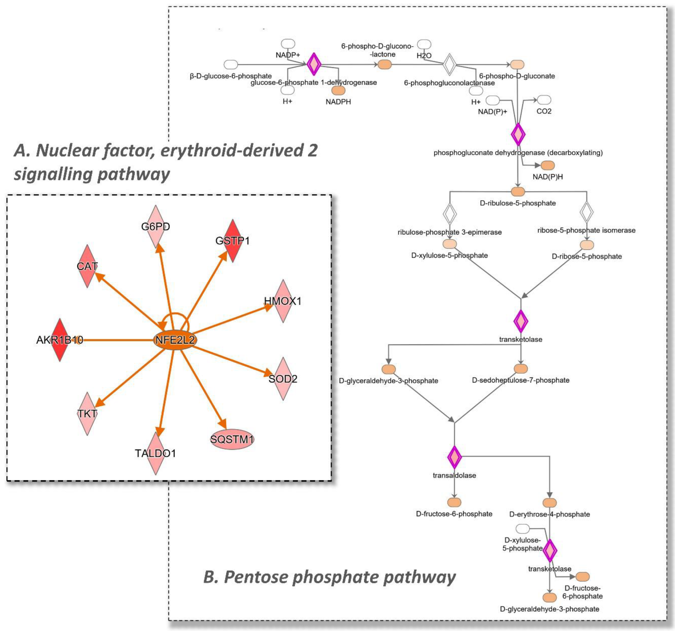 Antioxidants 11 01577 g006 Antioxidants 11 01577 g006