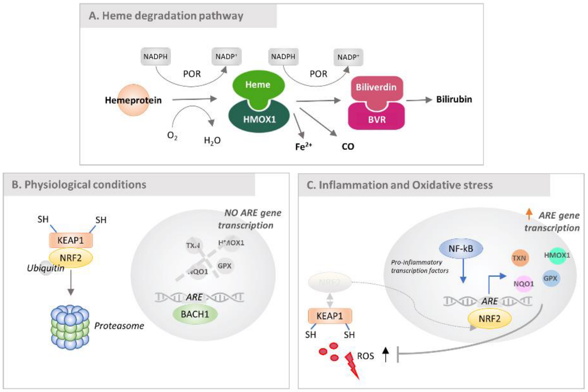 Antioxidants 11 01577 g011 Antioxidants 11 01577 g011